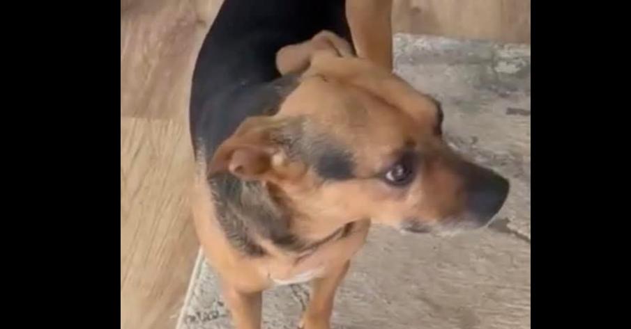 7489 Janette, a Adoptable mixed breed in Hartwell, GA image 6/6