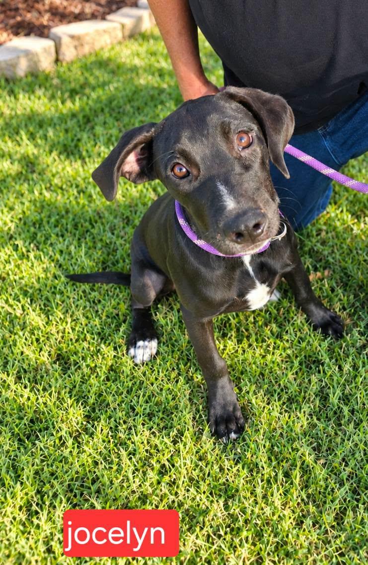 Jocelyn, Adopted, Puppy Female Labrador Retriever.