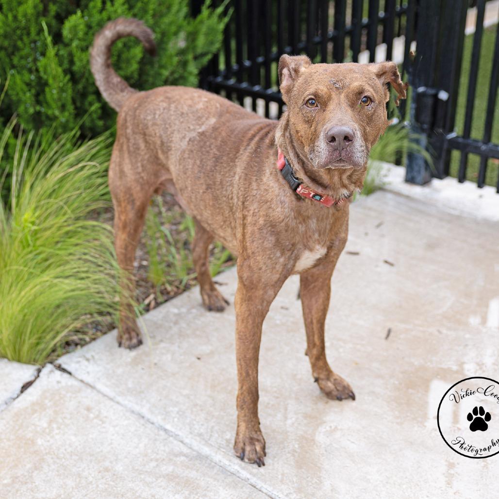 Nova, Adoptable, Adult Male Terrier & Mixed Breed.