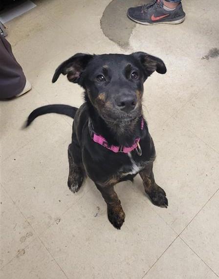 Addie (STRAY)