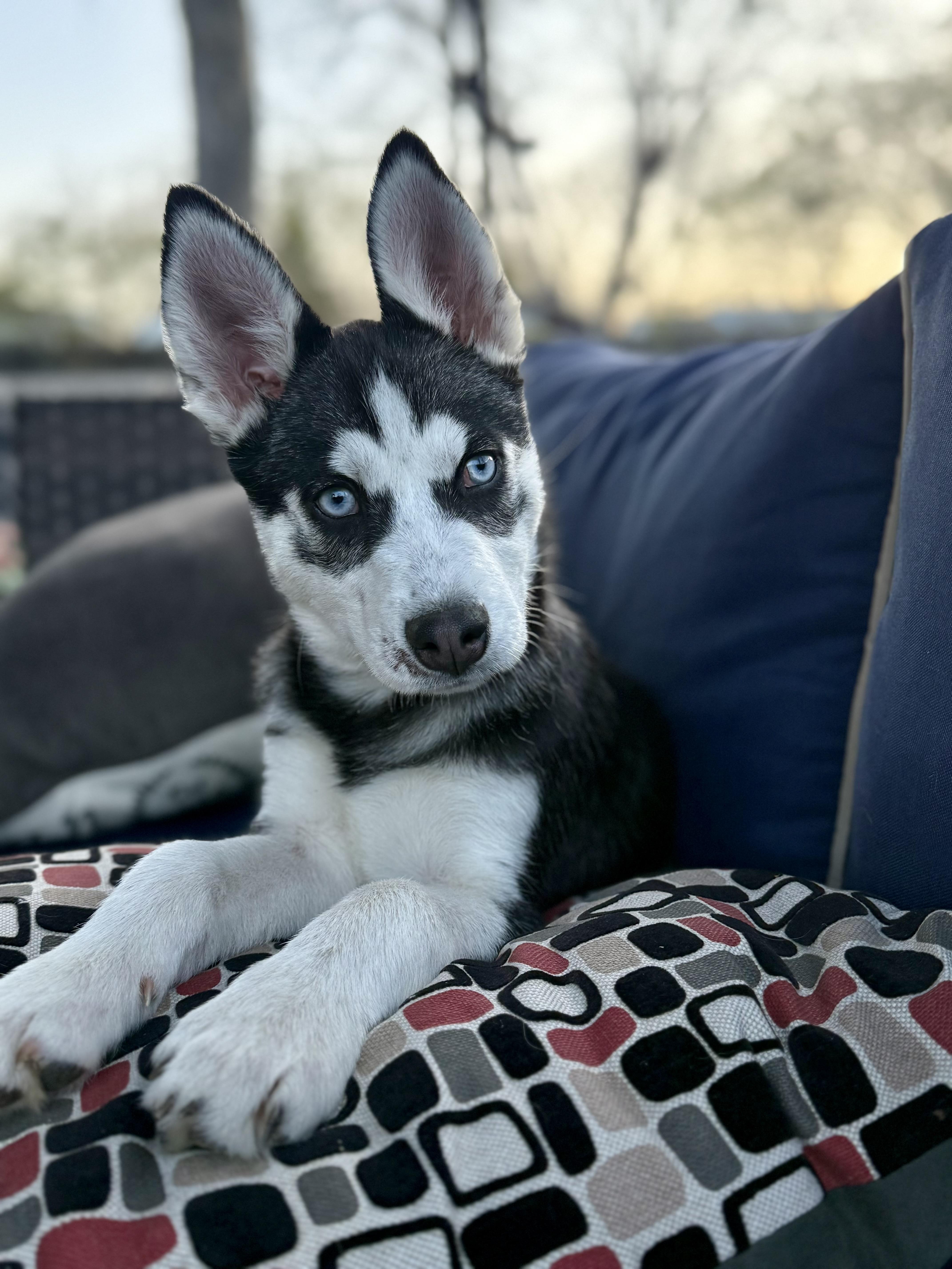 Enlarge Tap & dough, a Adoptable Siberian Husky in Evergreen, CO image 1/3