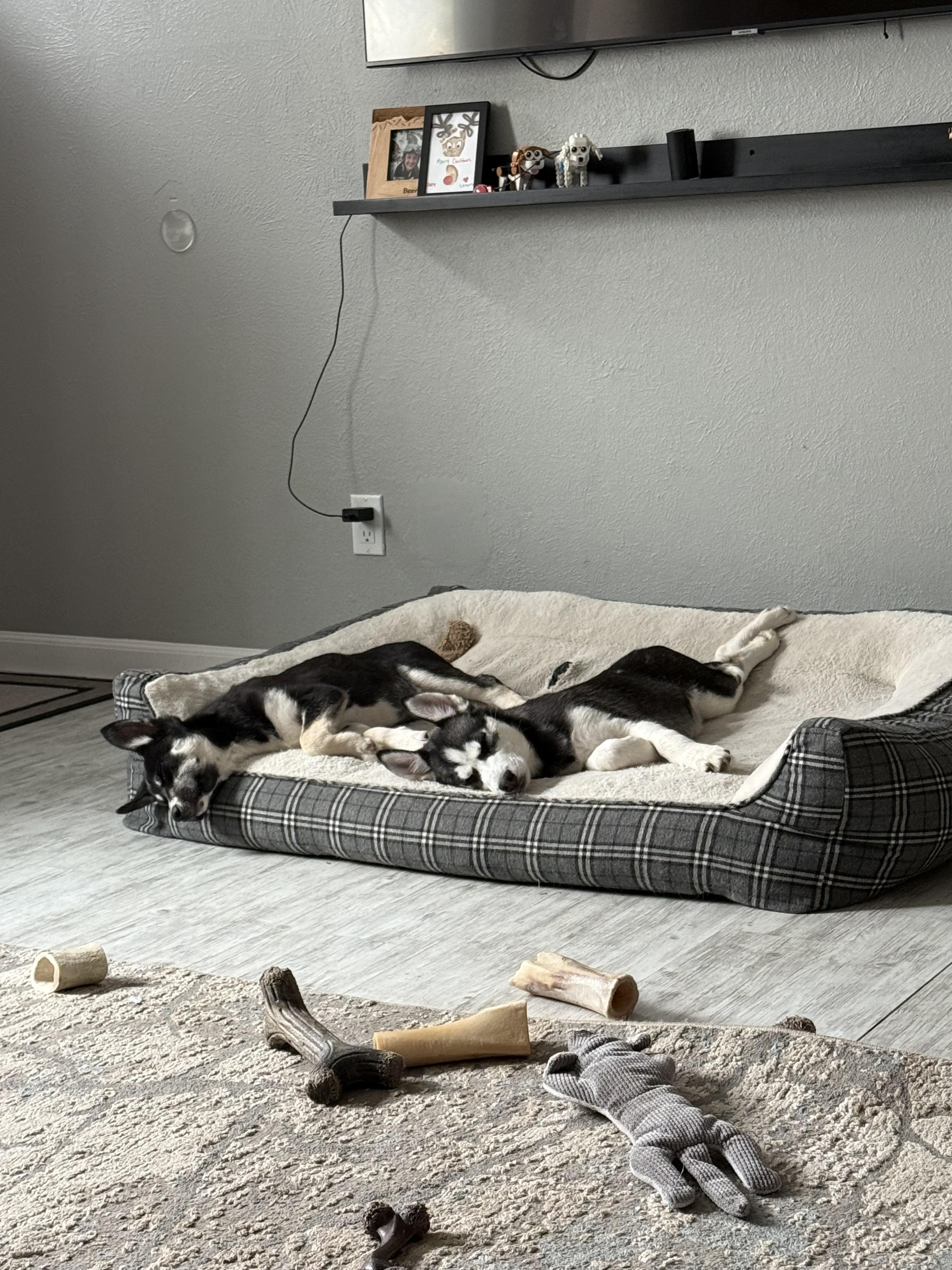 Enlarge Tap & dough, a Adoptable Siberian Husky in Evergreen, CO image 3/3