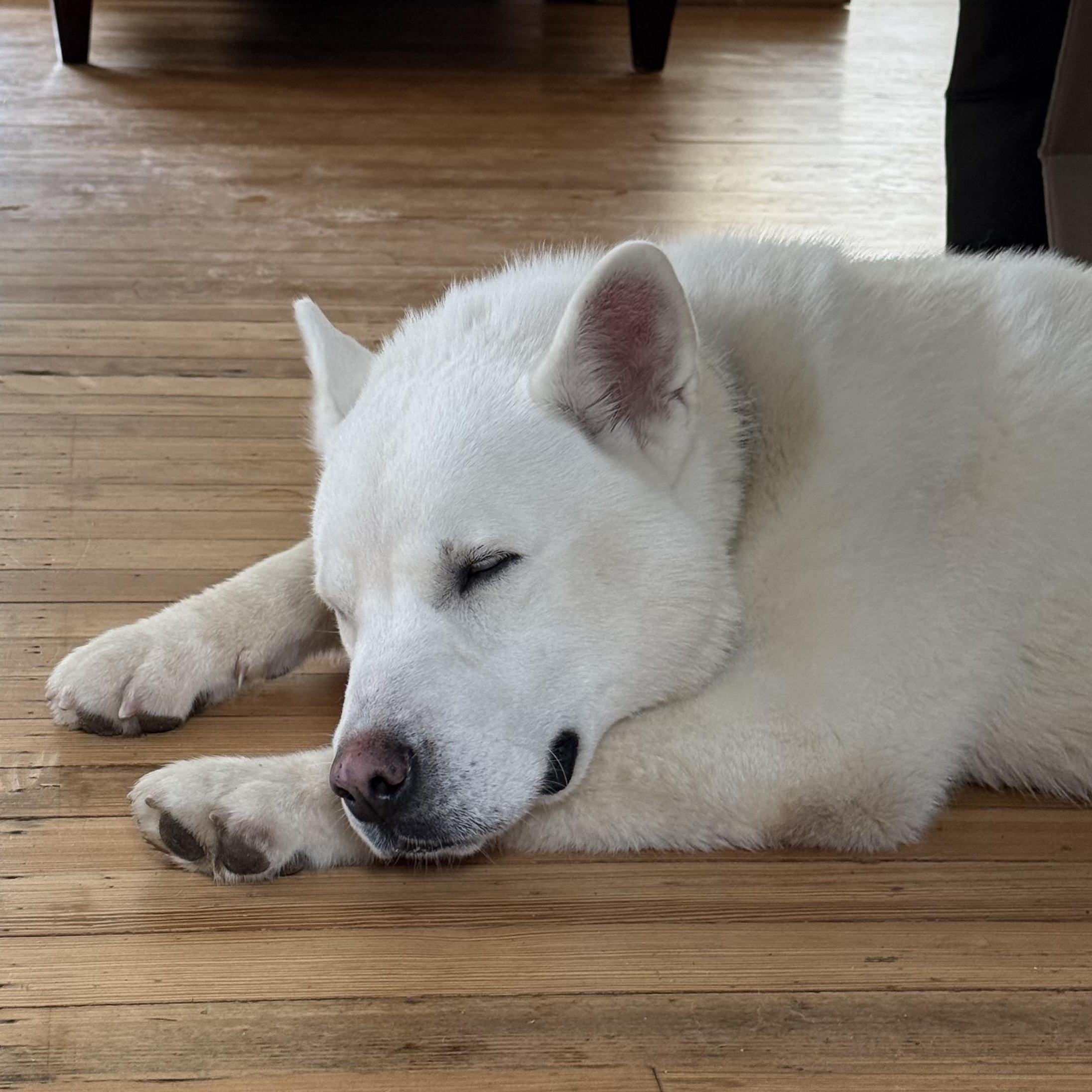 Enlarge Oso, a Adoptable Siberian Husky in Richmond, VA image 6/6