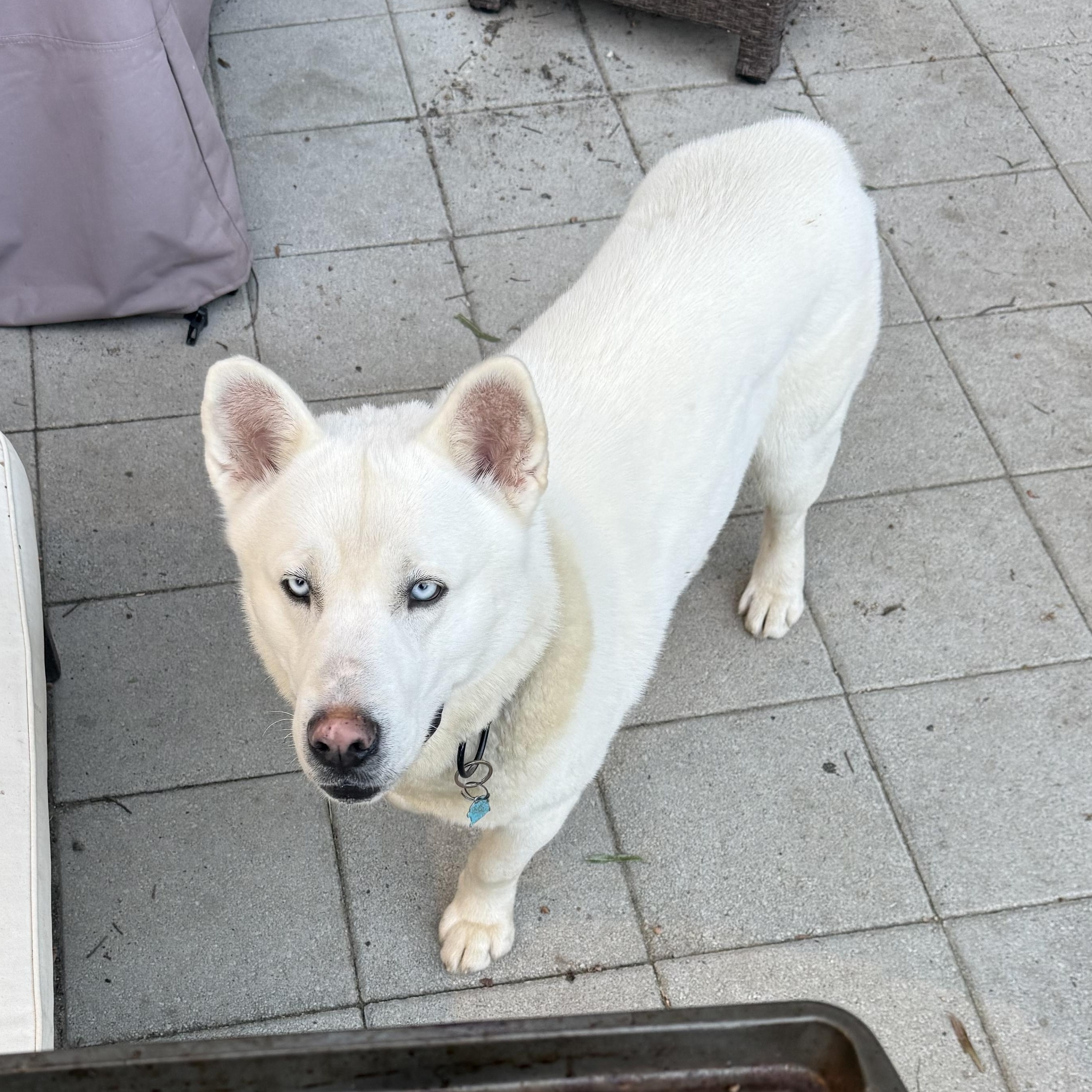 Enlarge Oso, a Adoptable Siberian Husky in Richmond, VA image 5/6