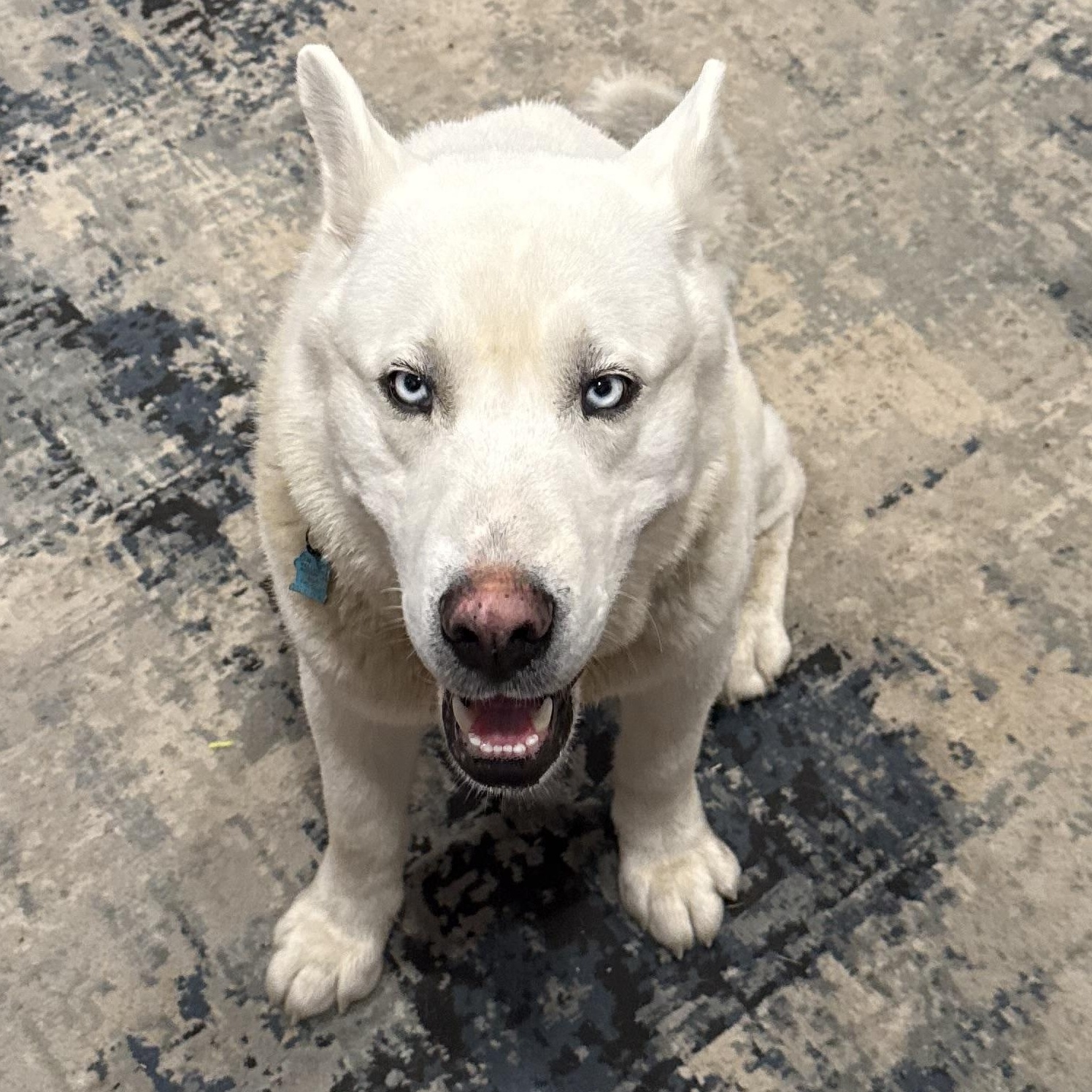 Enlarge Oso, a Adoptable Siberian Husky in Richmond, VA image 3/6