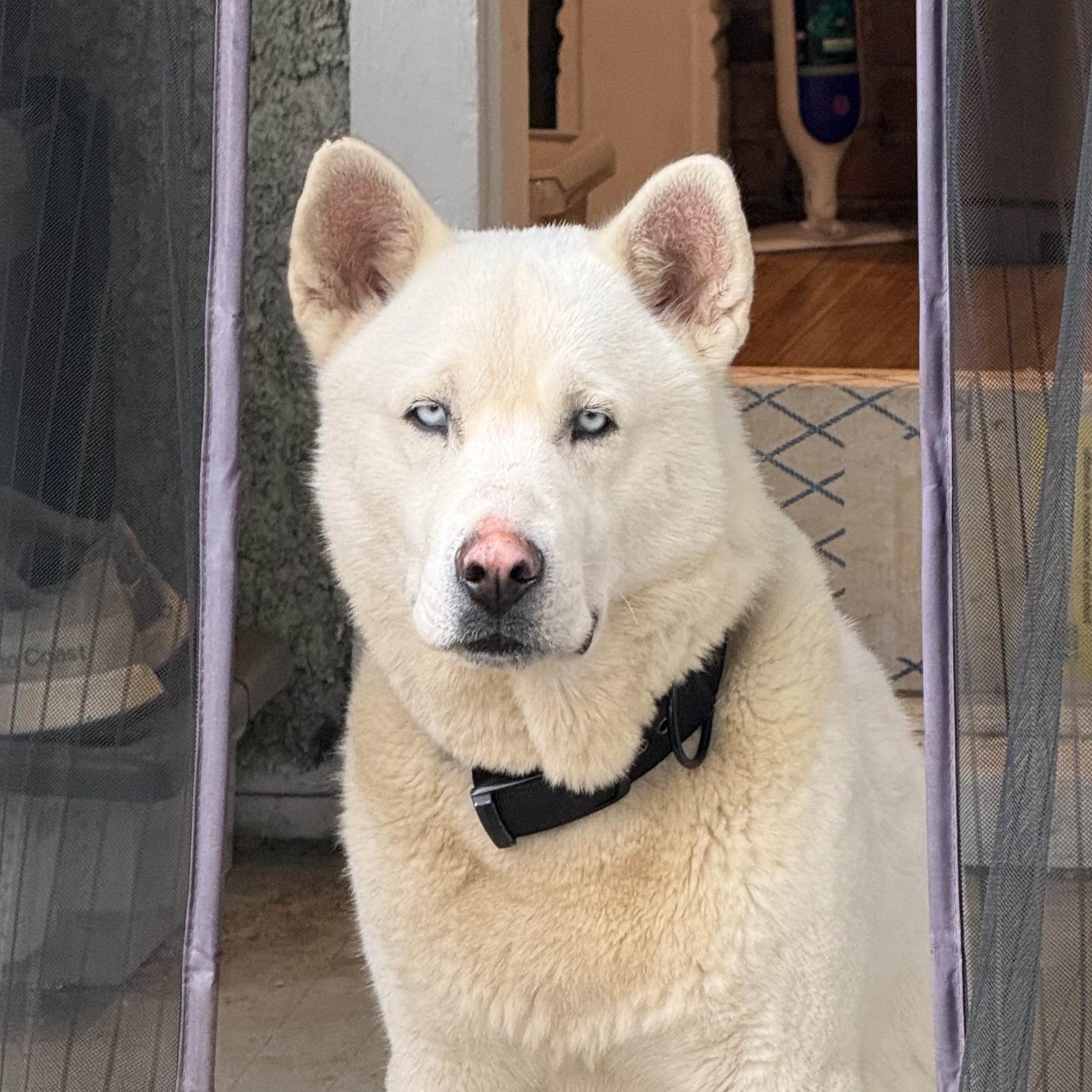 Enlarge Oso, a Adoptable Siberian Husky in Richmond, VA image 2/6