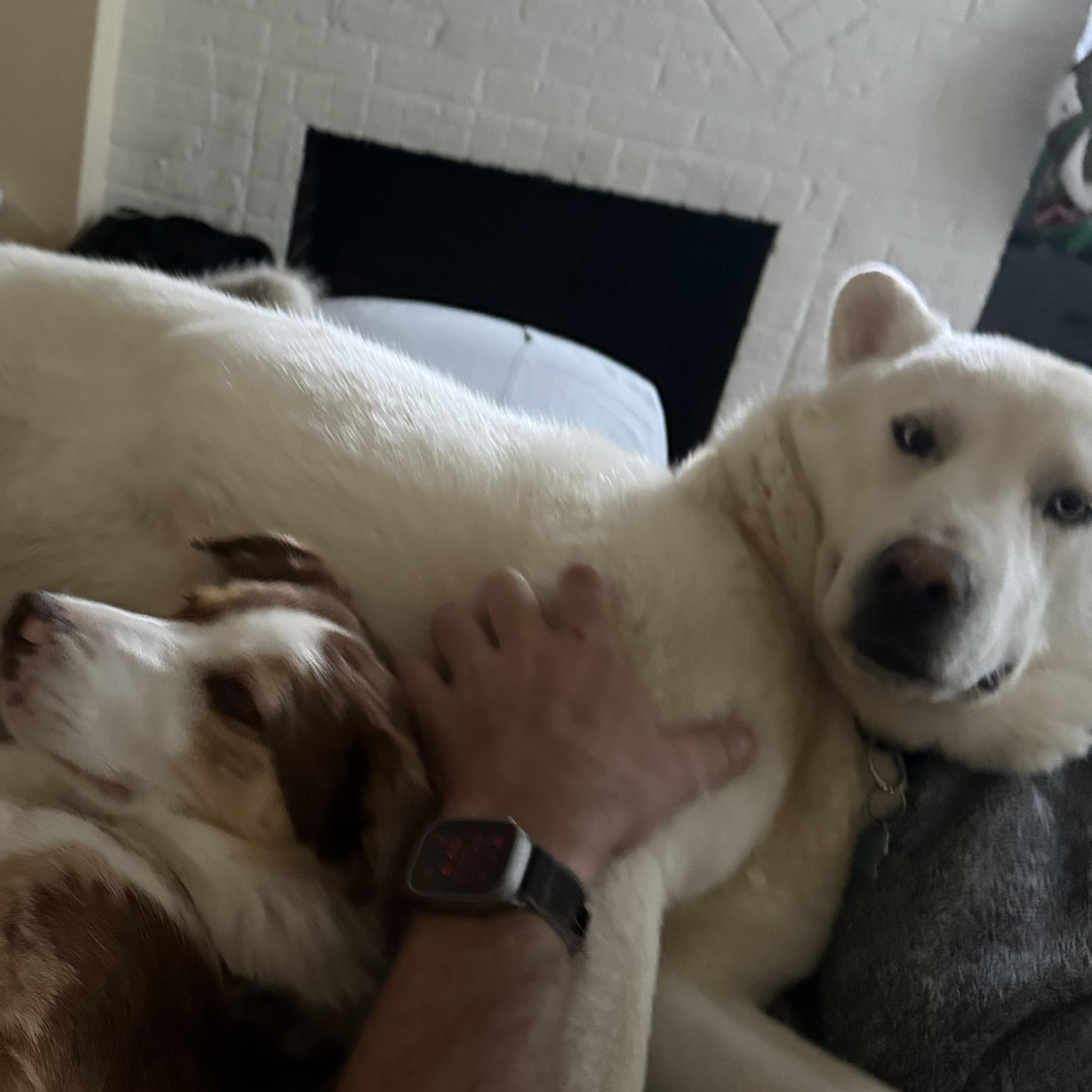 Enlarge Oso, a Adoptable Siberian Husky in Richmond, VA image 4/6