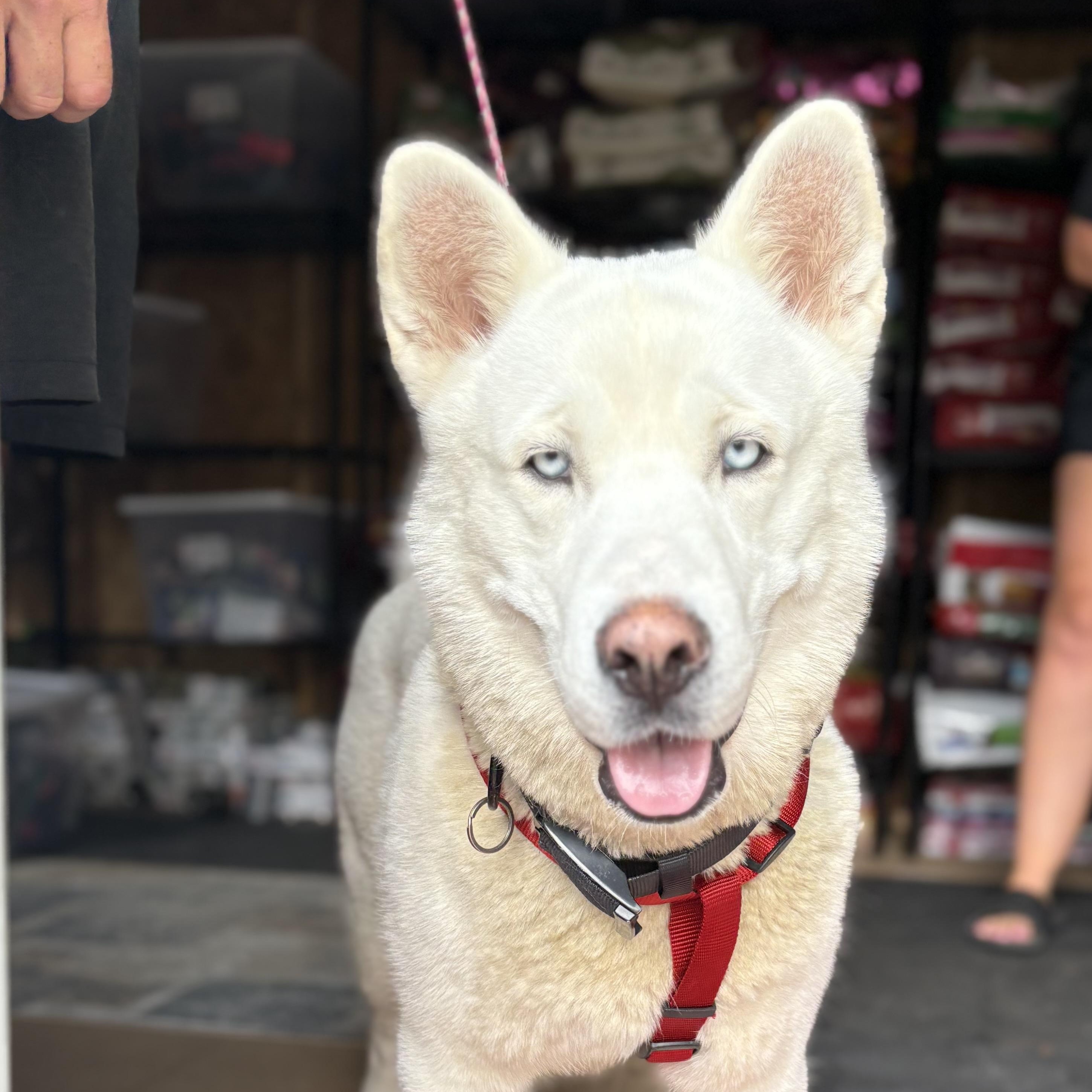 Oso, Adoptable, Young Male Siberian Husky.
