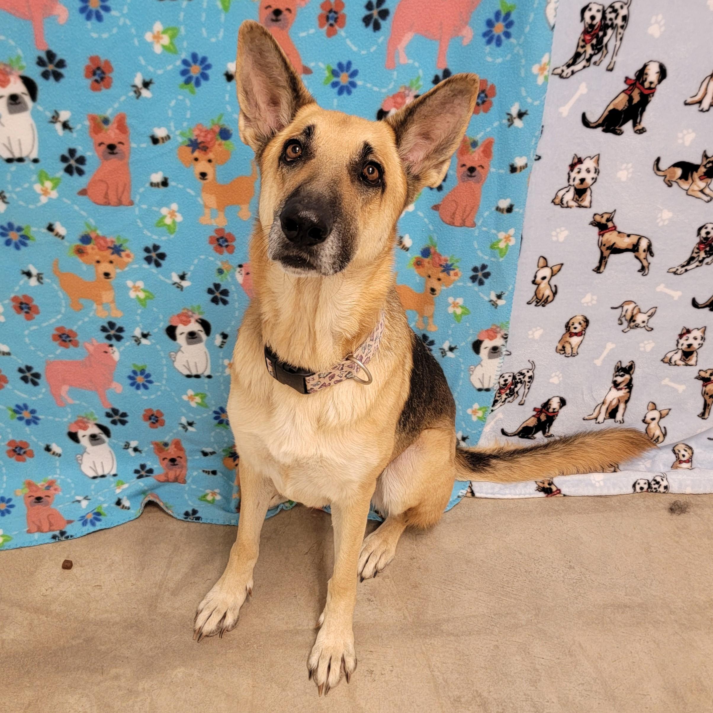 Enlarge Freya, a Adoptable Shepherd in ALPINE, TX image 2/6