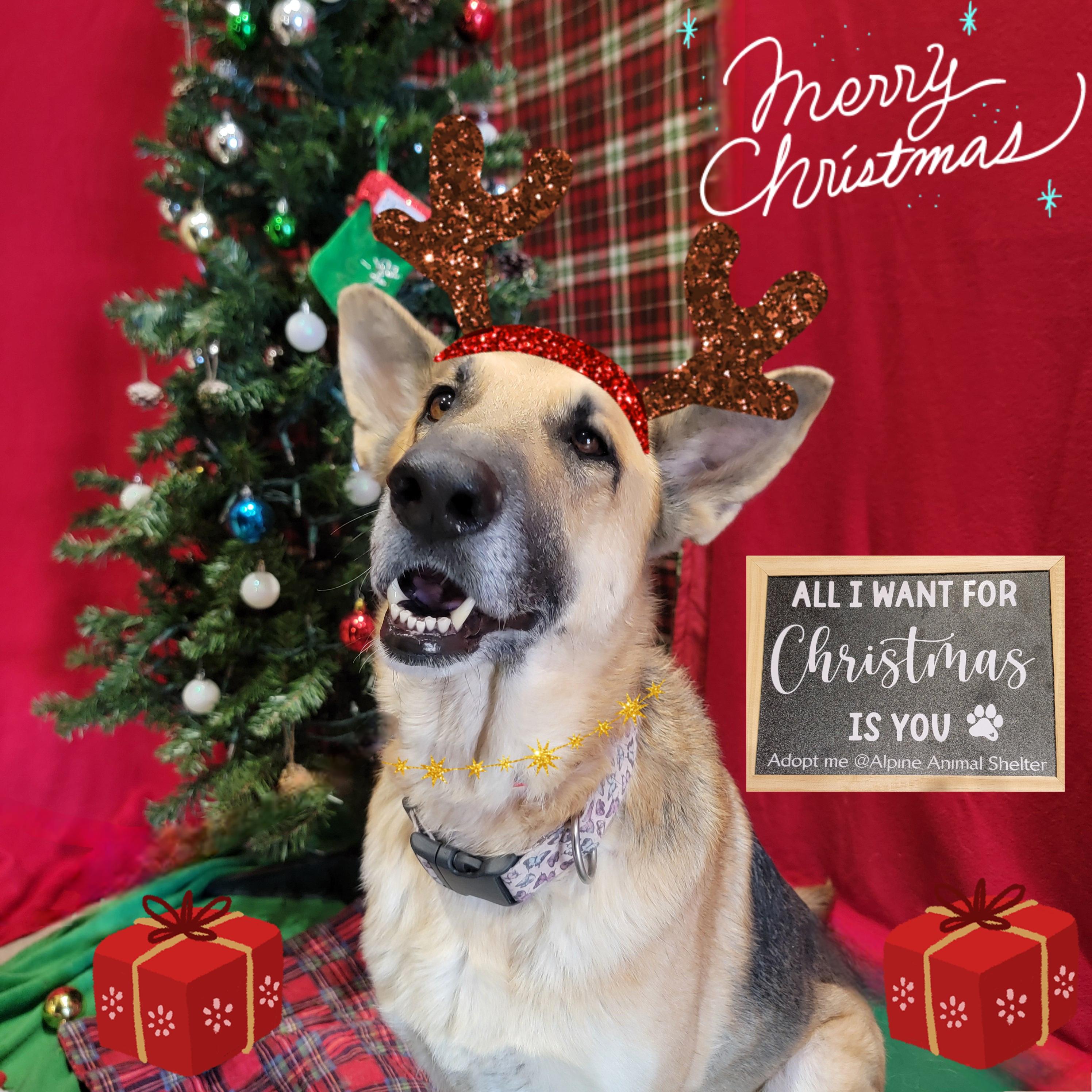 Enlarge Freya, a Adoptable Shepherd in ALPINE, TX image 1/6