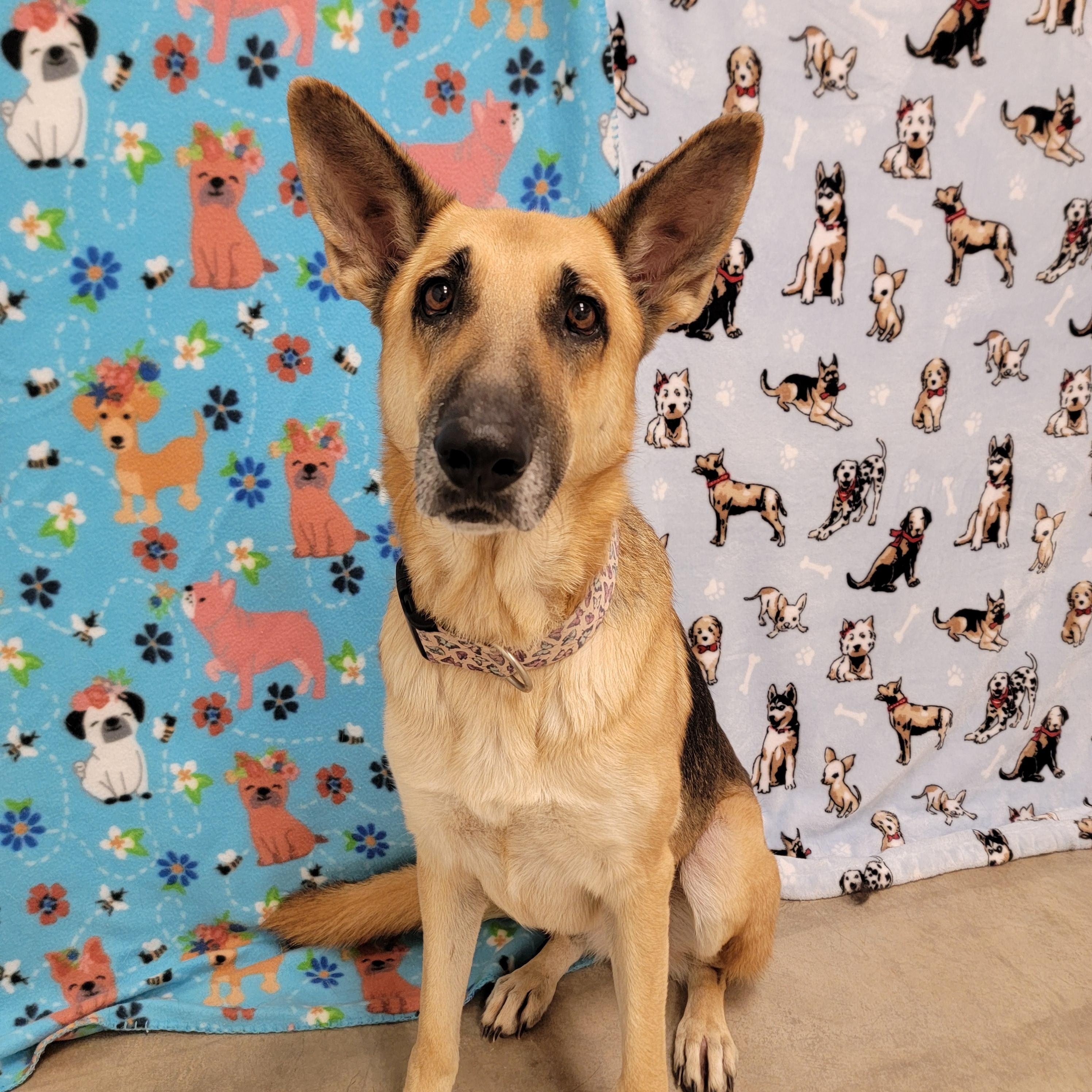 Enlarge Freya, a Adoptable Shepherd in ALPINE, TX image 4/6