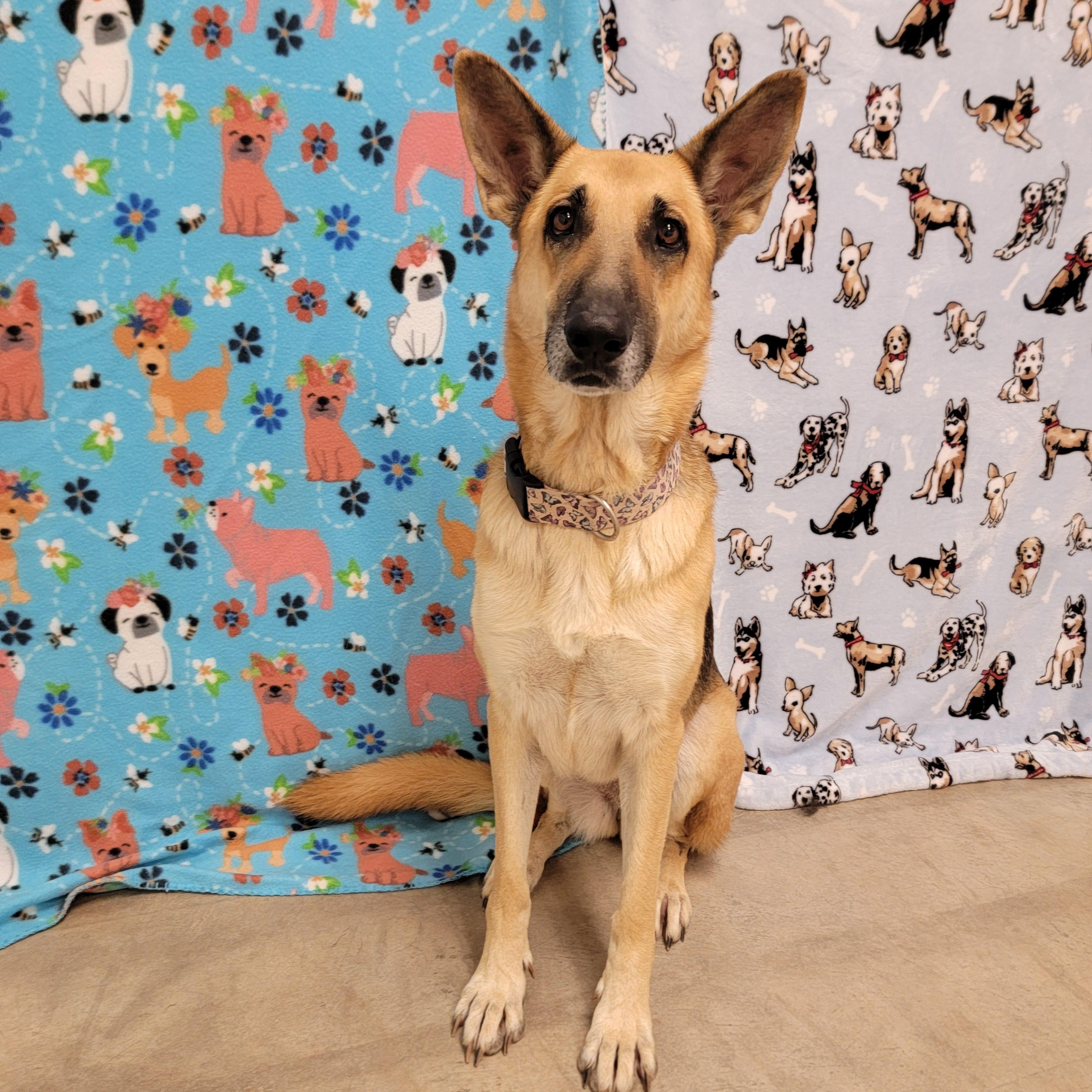 Enlarge Freya, a Adoptable Shepherd in ALPINE, TX image 5/6