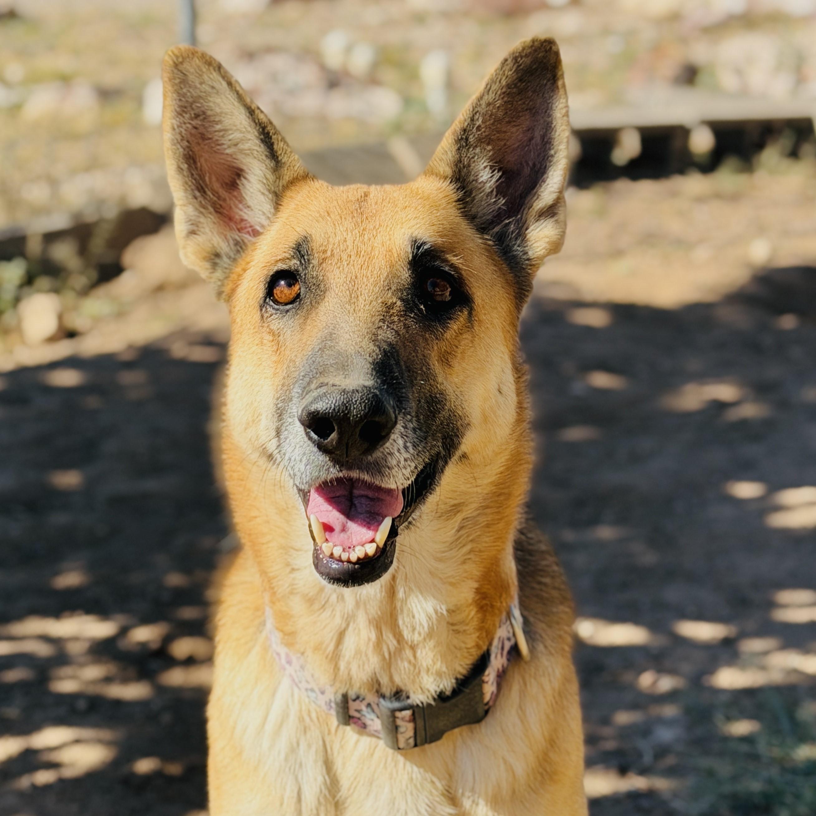 Enlarge Freya, a Adoptable Shepherd in ALPINE, TX image 6/6