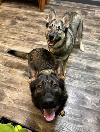 Jelly, Adoptable, Young Female German Shepherd Dog & Mixed Breed.