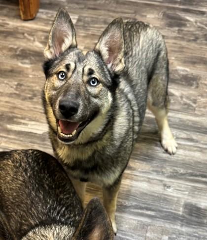 Enlarge Jelly, a Adoptable mixed breed in Willmar, MN image 2/2