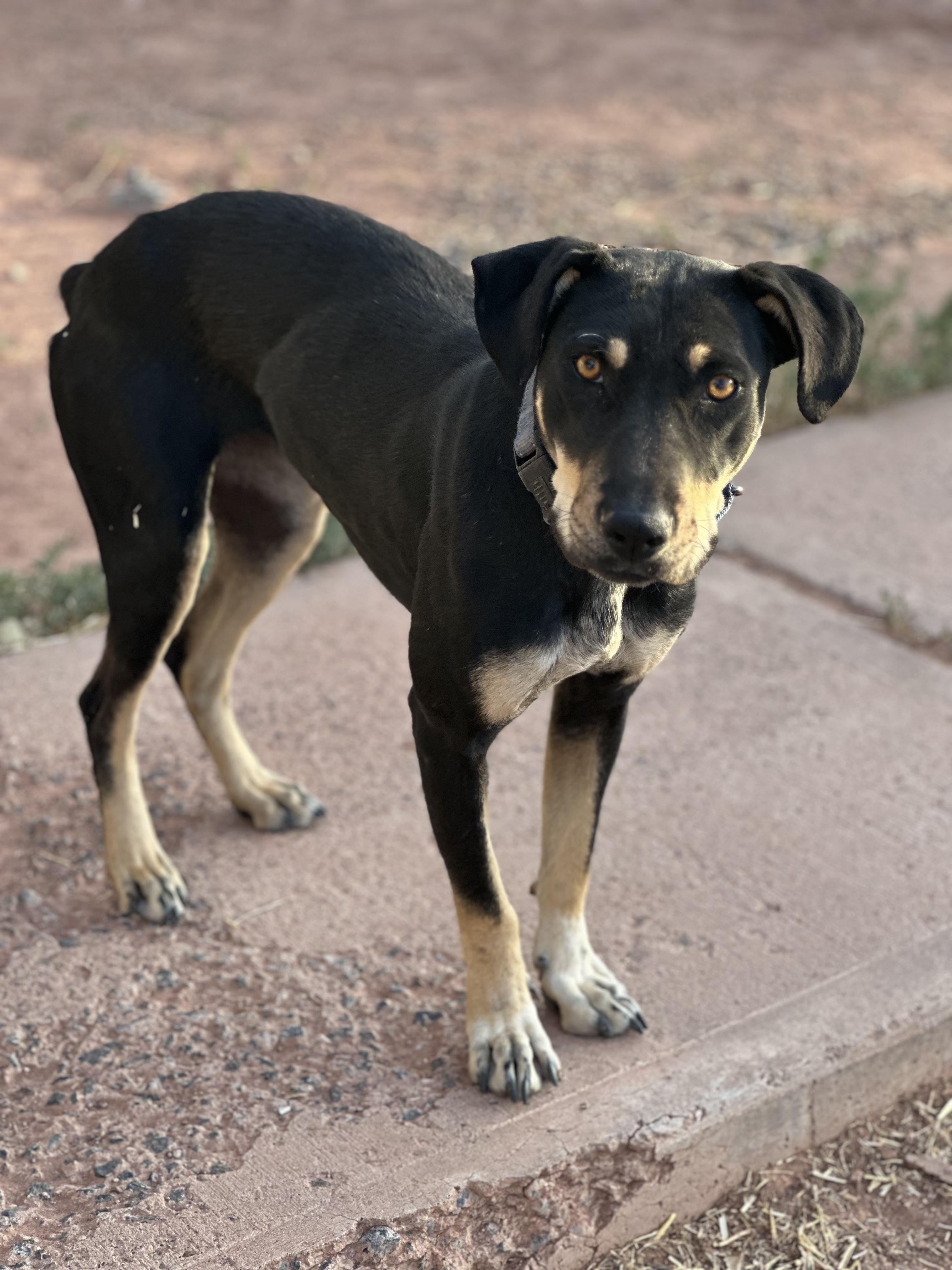 Sylvia, Adoptable, Young Female Cattle Dog.