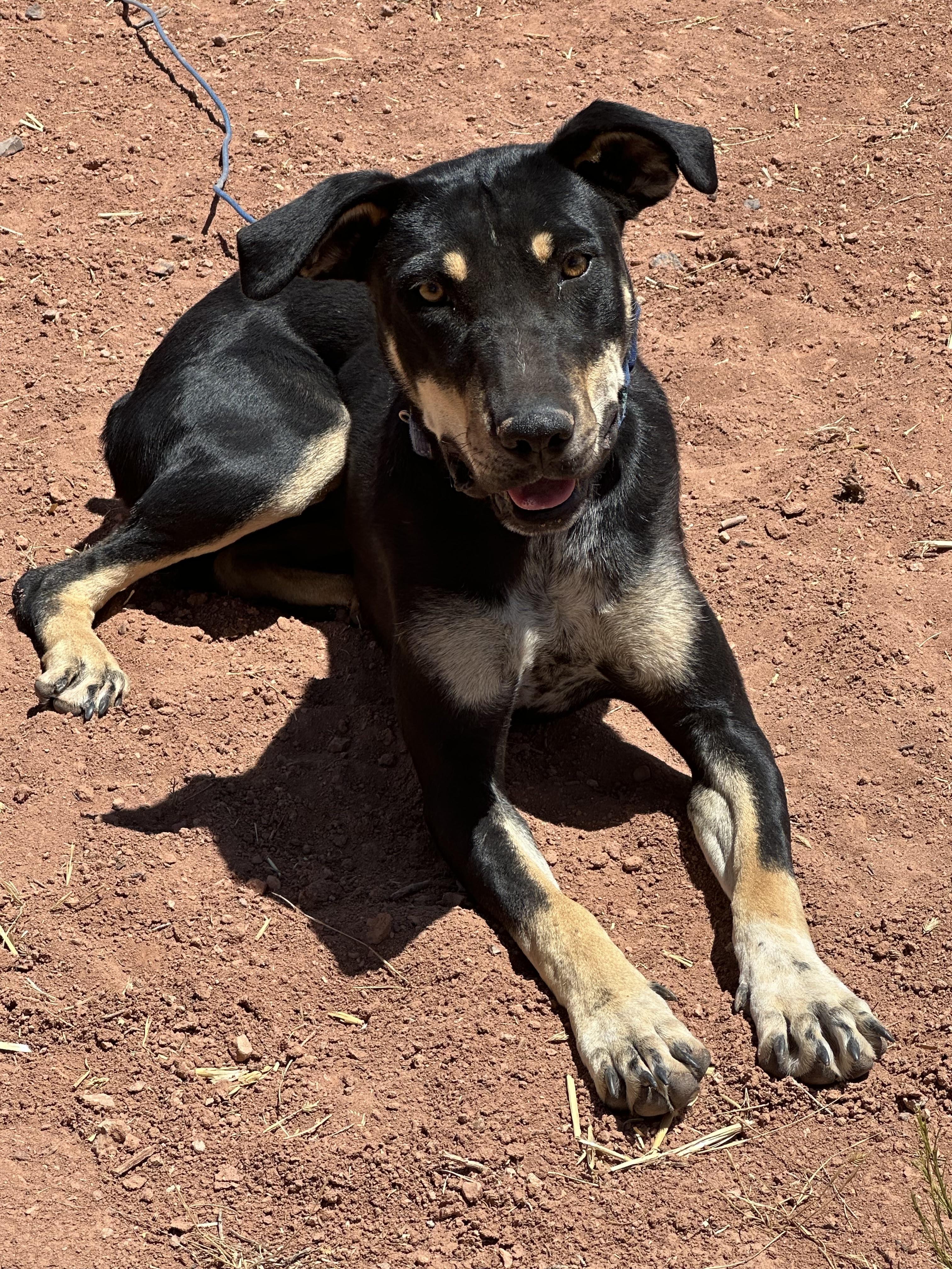 Enlarge Sylvia, a Adoptable mixed breed in Flagstaff, AZ image 2/3