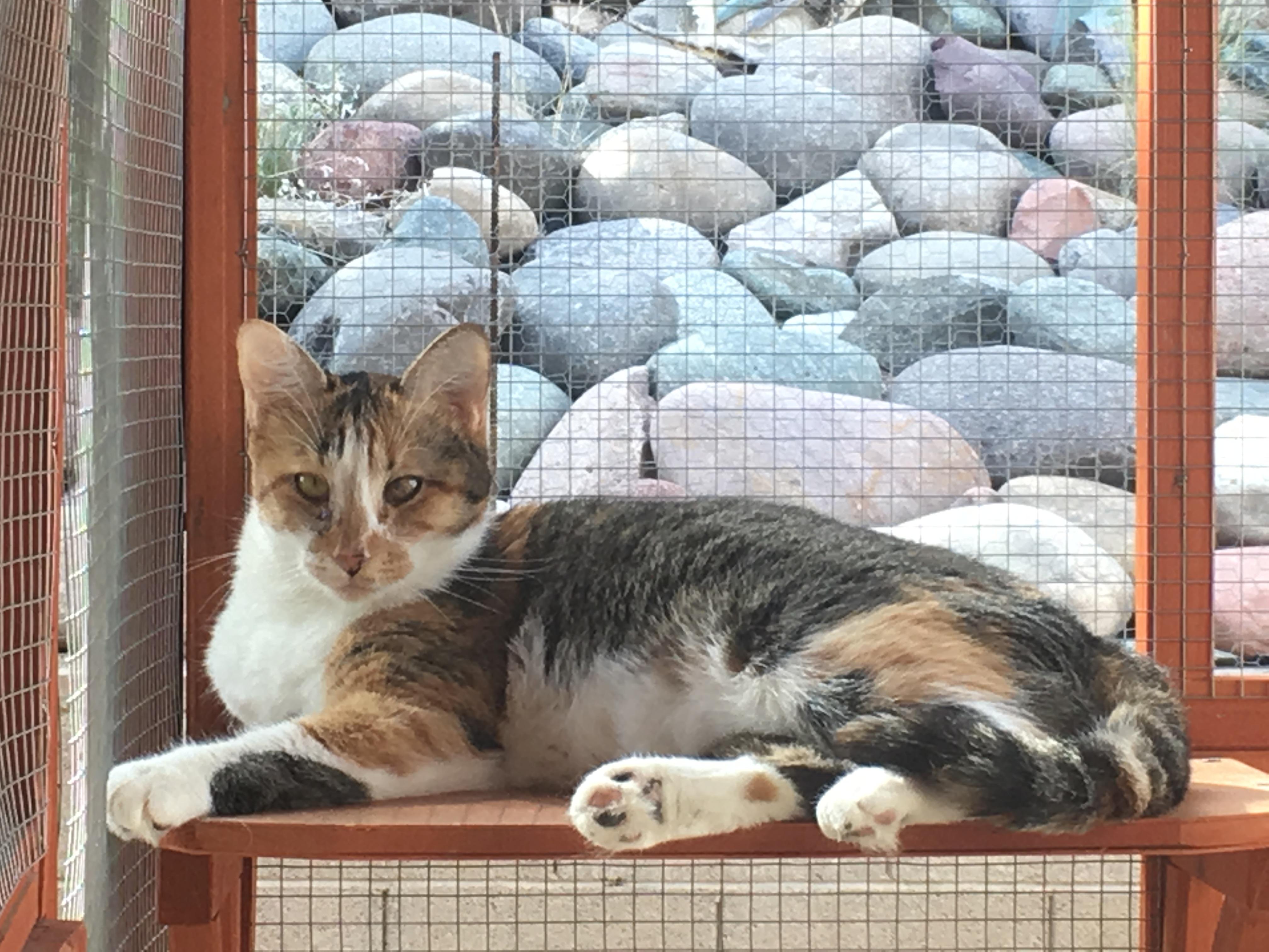 Enlarge Fiona, a Adoptable Domestic Short Hair in Tucson, AZ image 1/6