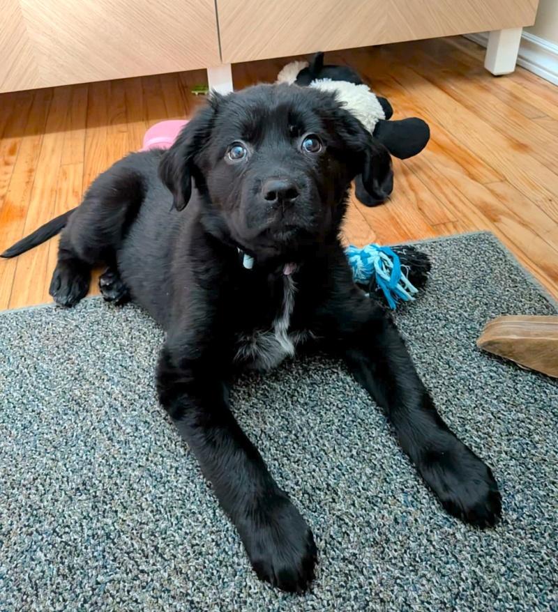 Ziva, a ADOPTABLE mixed breed in Bancroft, ON image 1/4