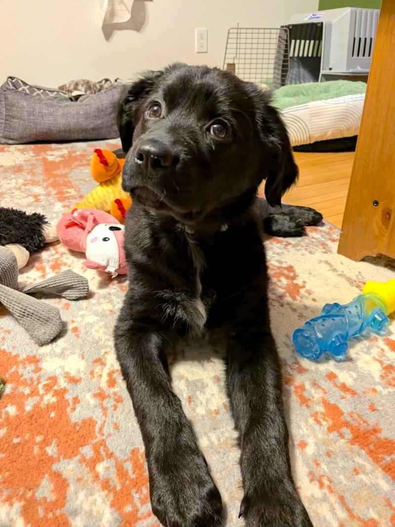 Ziva, a ADOPTABLE mixed breed in Bancroft, ON image 2/4