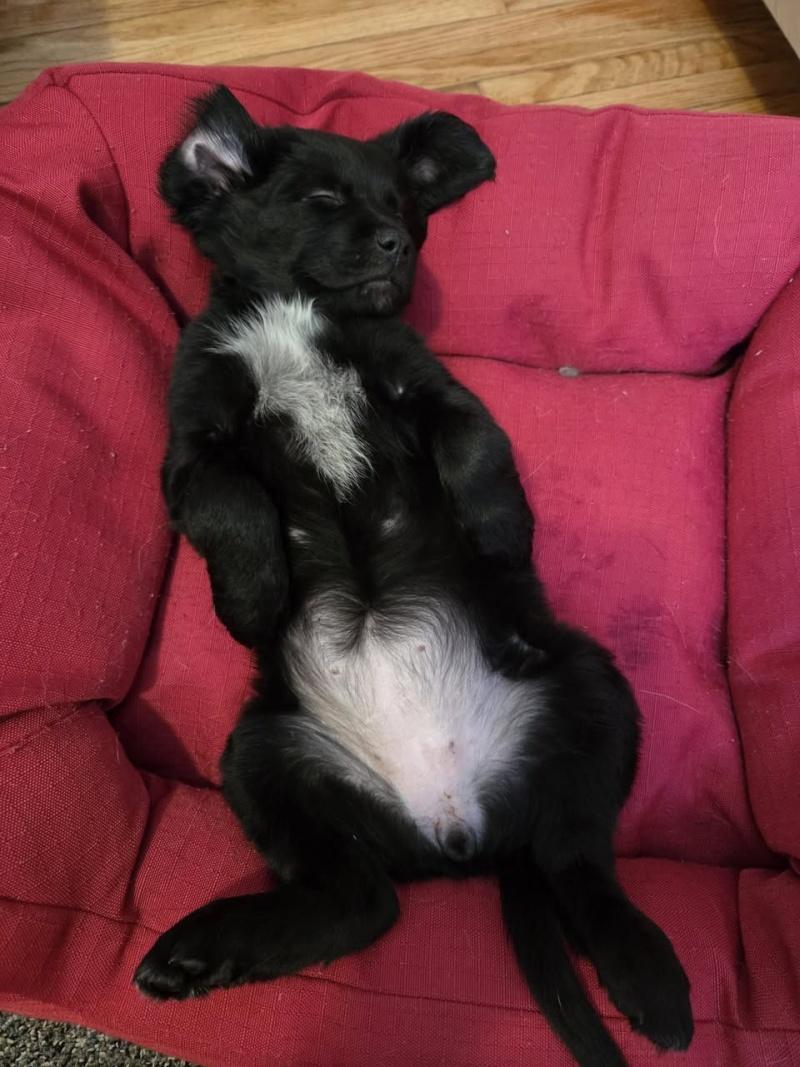 Ziva, a ADOPTABLE mixed breed in Bancroft, ON image 3/4