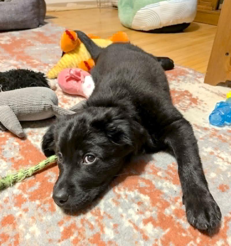 Ziva, a ADOPTABLE mixed breed in Bancroft, ON image 4/4