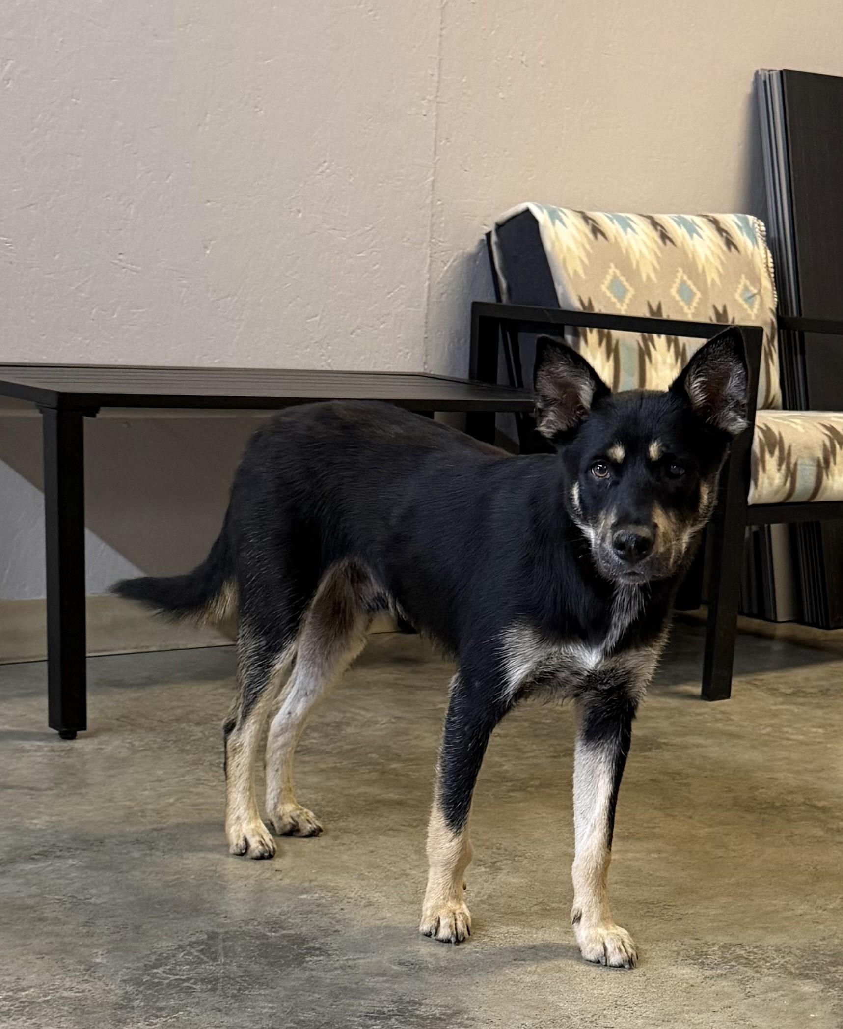 Enlarge Rodarius, a ADOPTABLE mixed breed in Grove, OK image 3/4