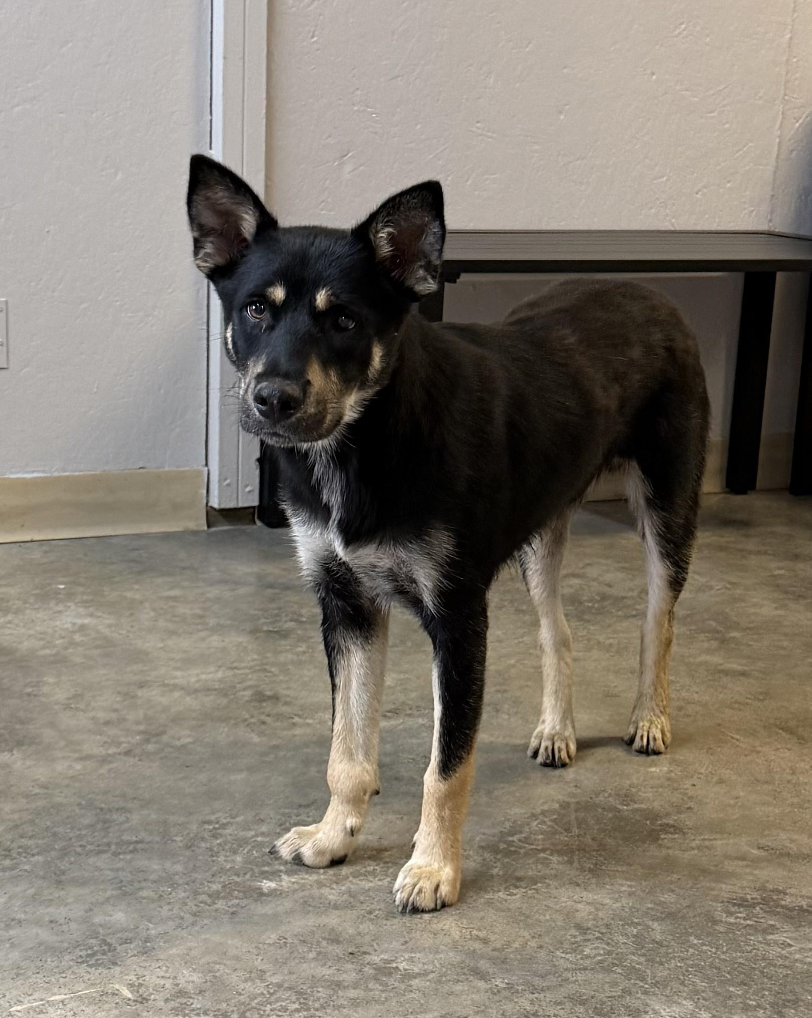 Enlarge Rodarius, a ADOPTABLE mixed breed in Grove, OK image 2/4