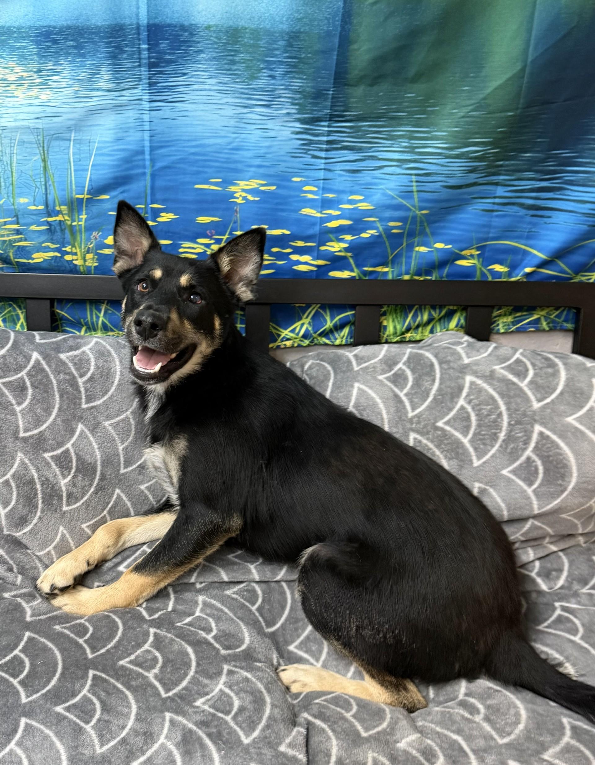 Enlarge Rodarius, a ADOPTABLE mixed breed in Grove, OK image 1/4