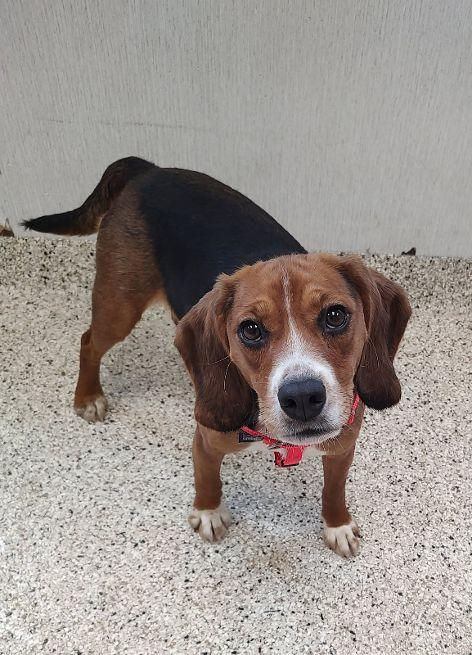 Bogey, an adopted Beagle in Cape May Court House, NJ image 2/2