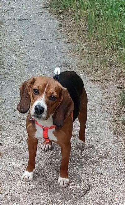 Bogey, adopted, Adult Male Beagle.