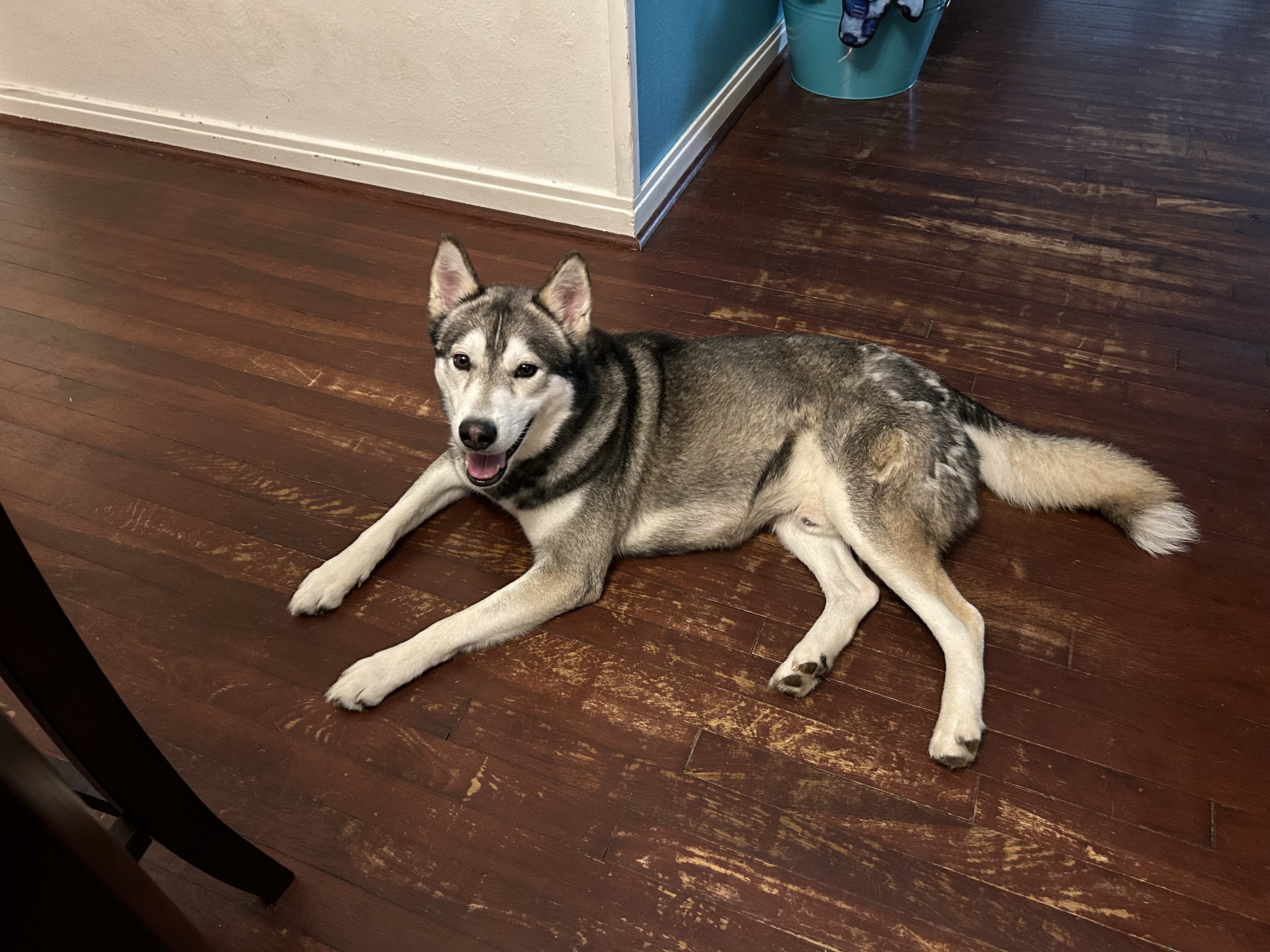 Balto, Adopted, Adult Male Husky.