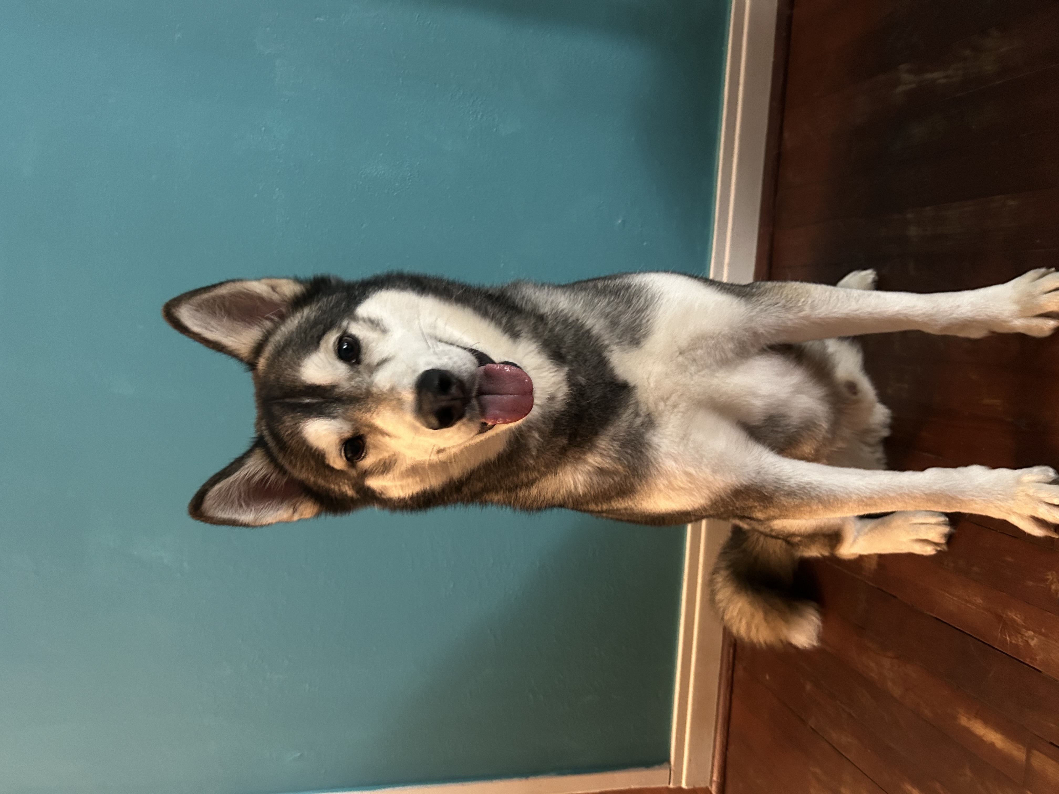 Enlarge Balto, a Adopted Husky in Albany, NY image 1/6