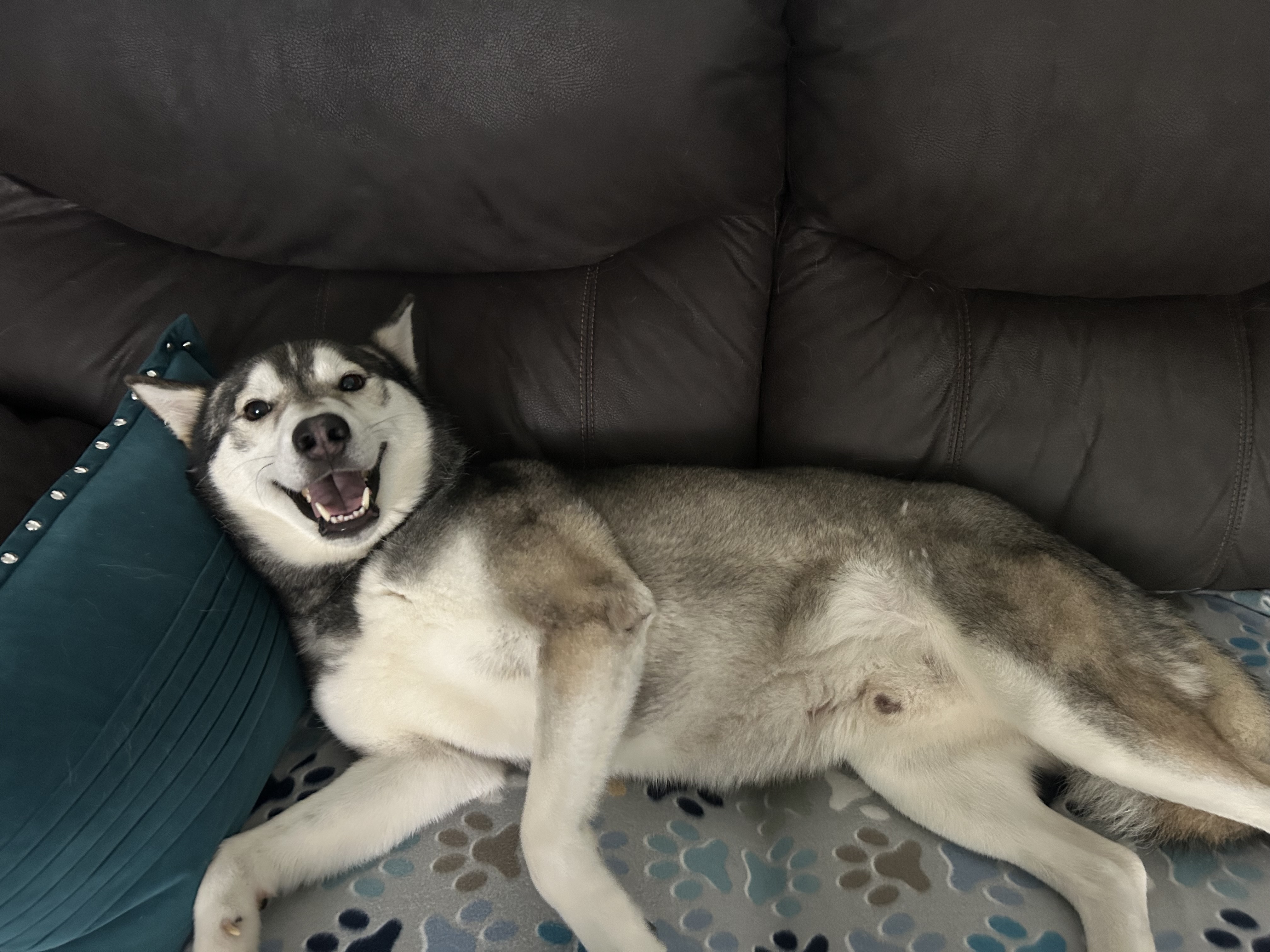 Enlarge Balto, a Adopted Husky in Albany, NY image 5/6