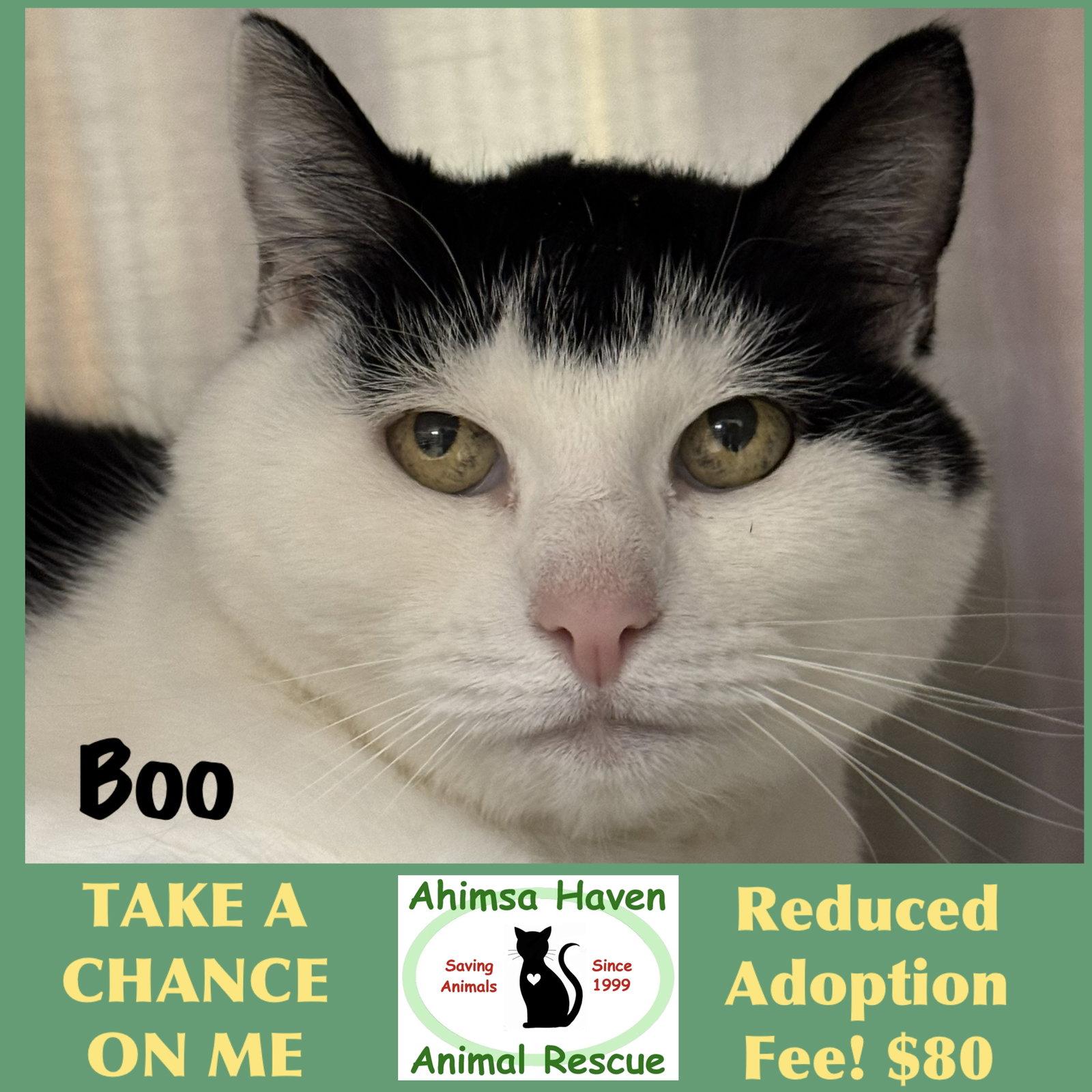 Enlarge Boo, a Adoptable Domestic Short Hair in Winchendon, MA image 1/2