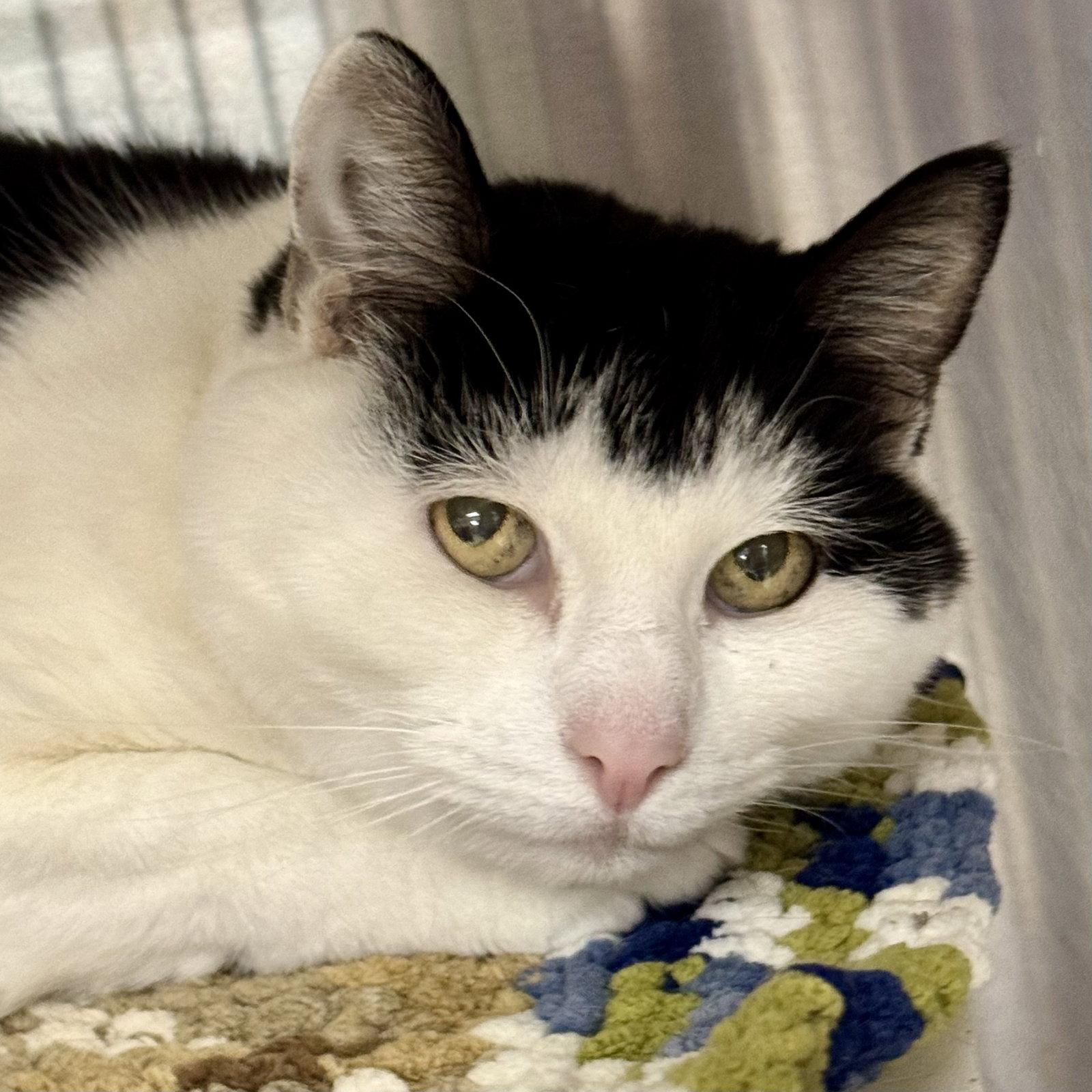 Enlarge Boo, a Adoptable Domestic Short Hair in Winchendon, MA image 2/2