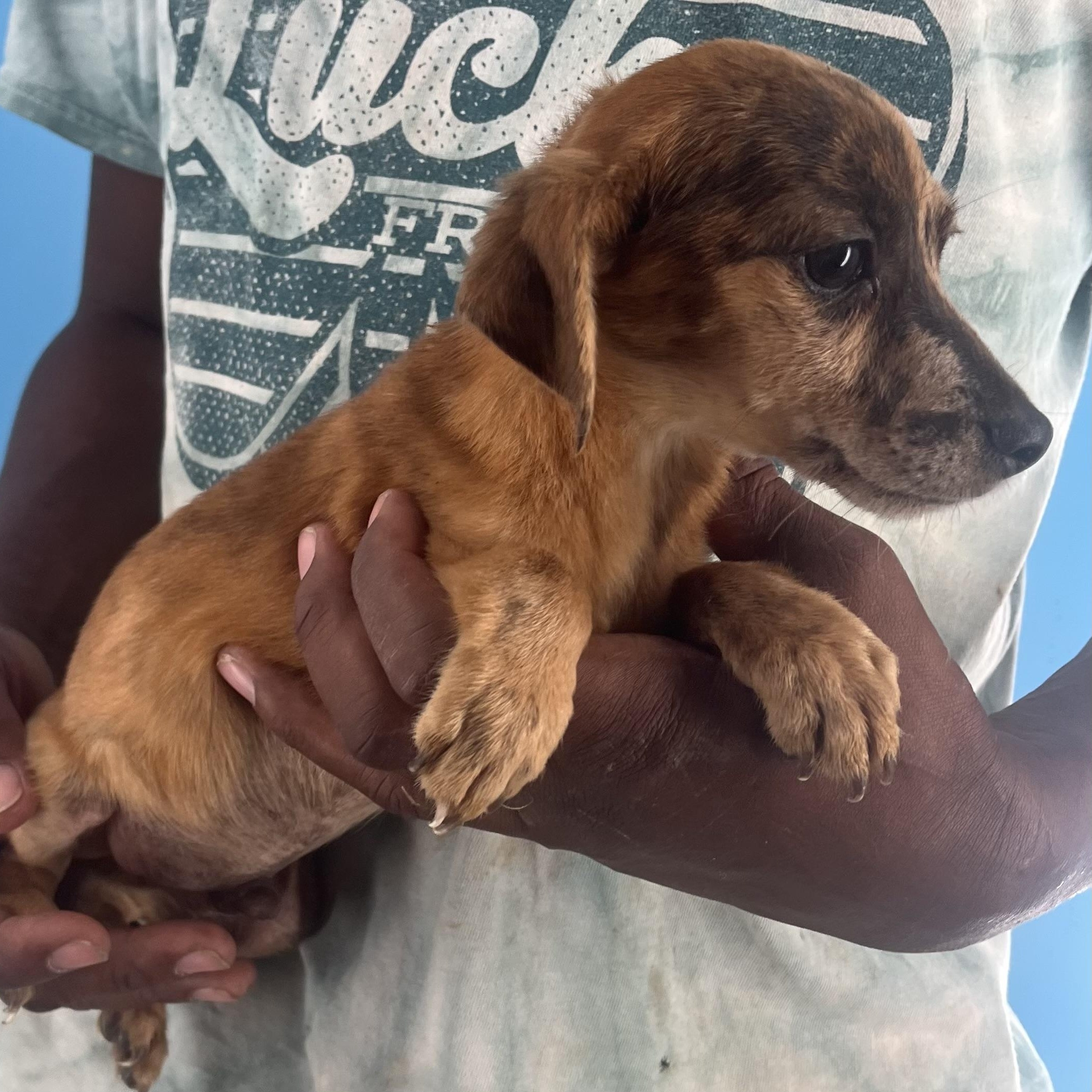 Sparky - Local Sept 26-28