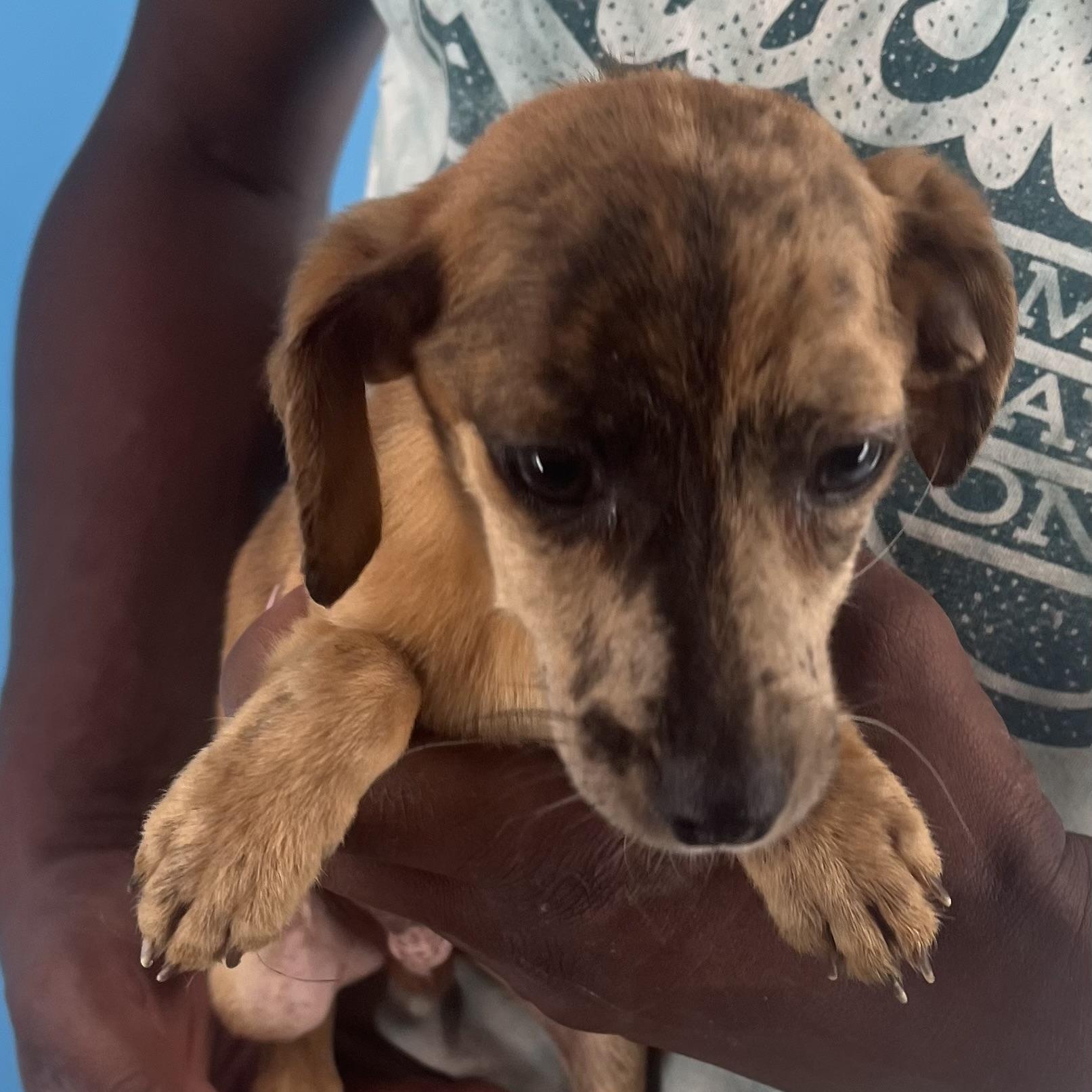 Sparky - Local Sept 26-28