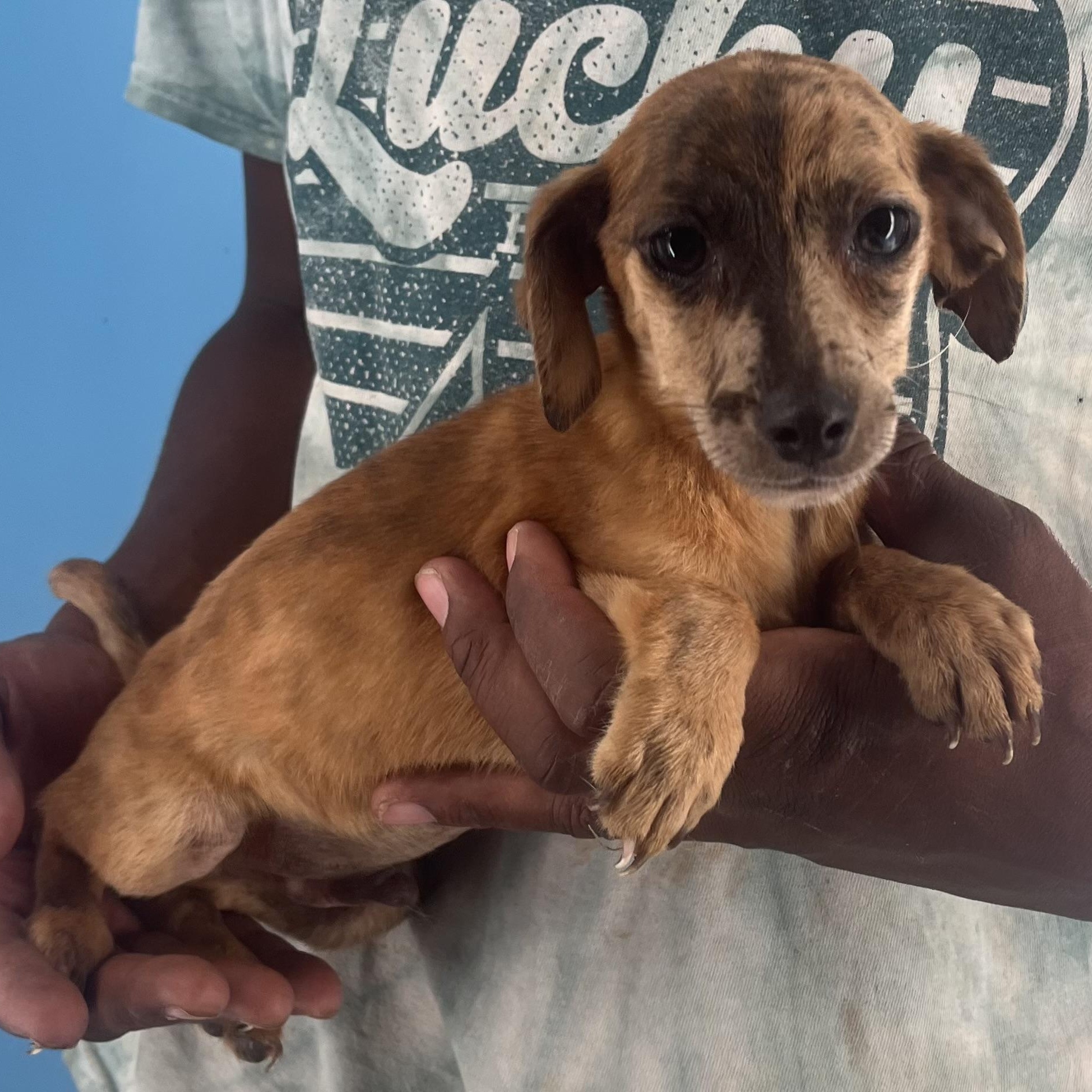 Sparky - Local Sept 26-28