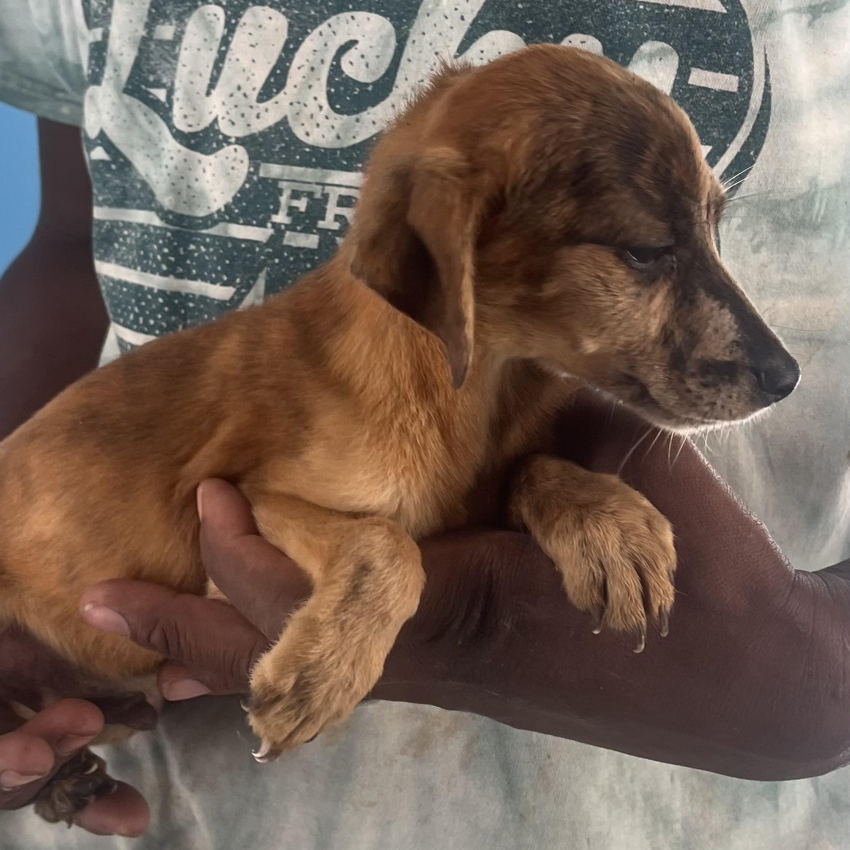 Sparky - Local Sept 26-28