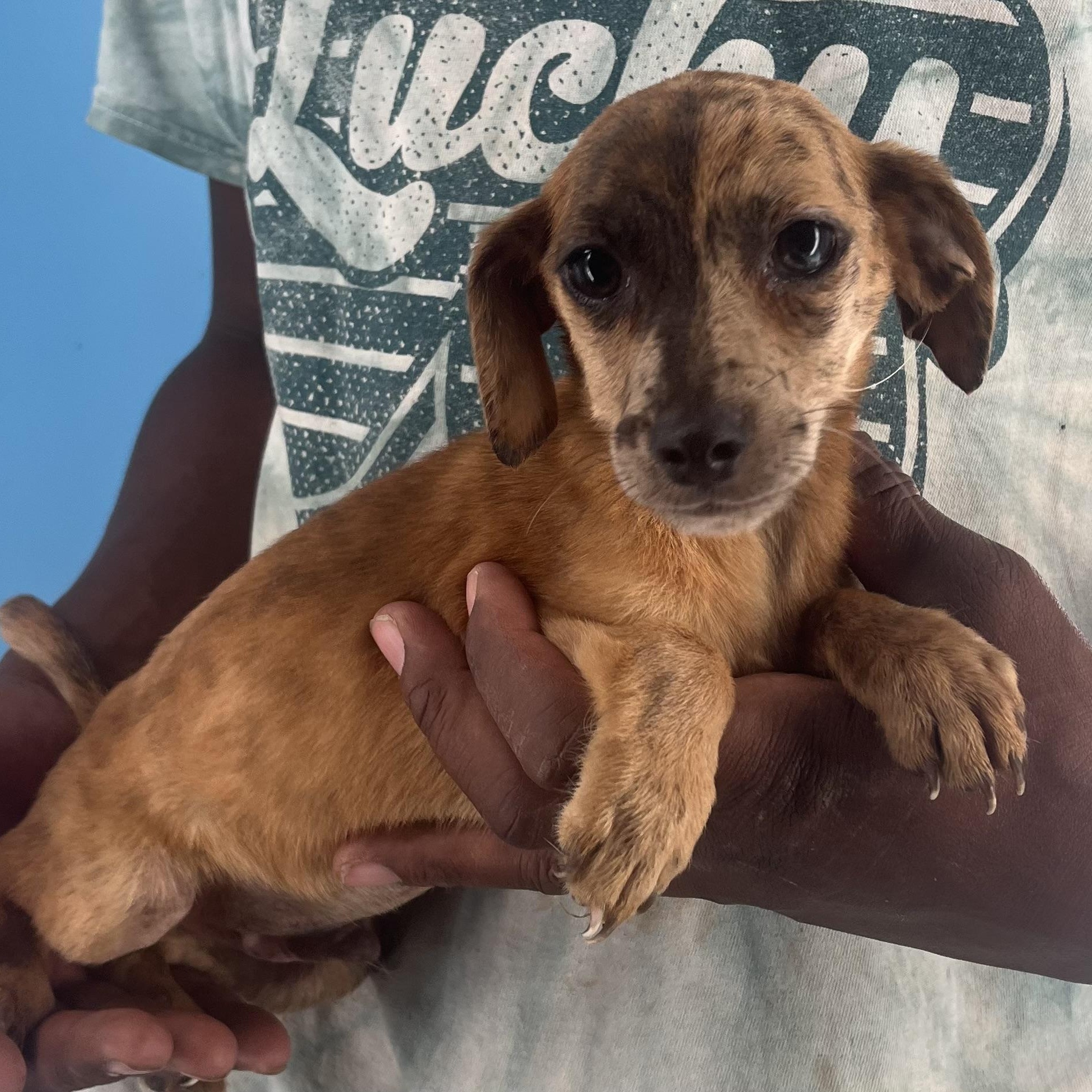 Sparky - Local Sept 26-28