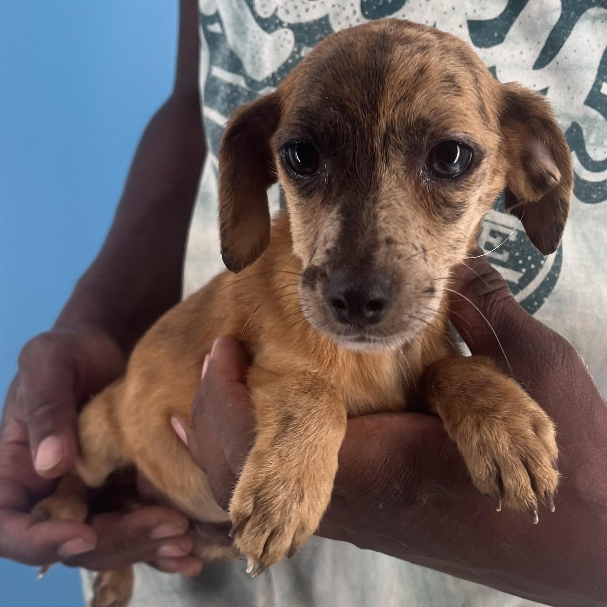 Sparky - Local Sept 26-28