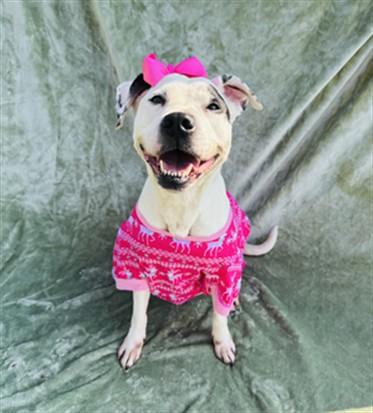 Enlarge DAISY DUKES, a Adoptable Mixed Breed in Jacksonville, FL image 1/1