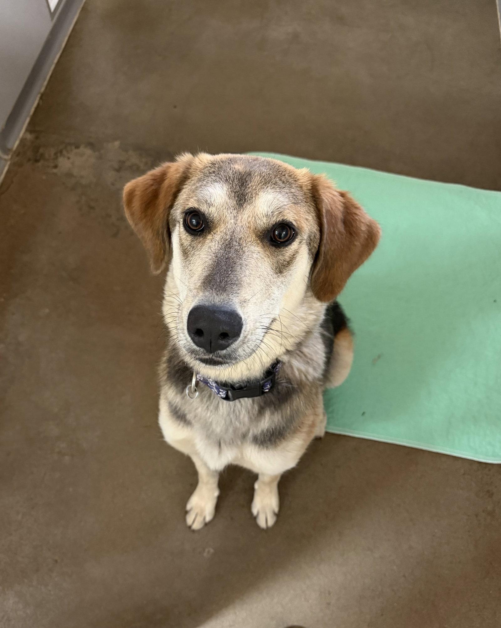 Tilly, Adoptable, Young Female Shepherd & Husky.