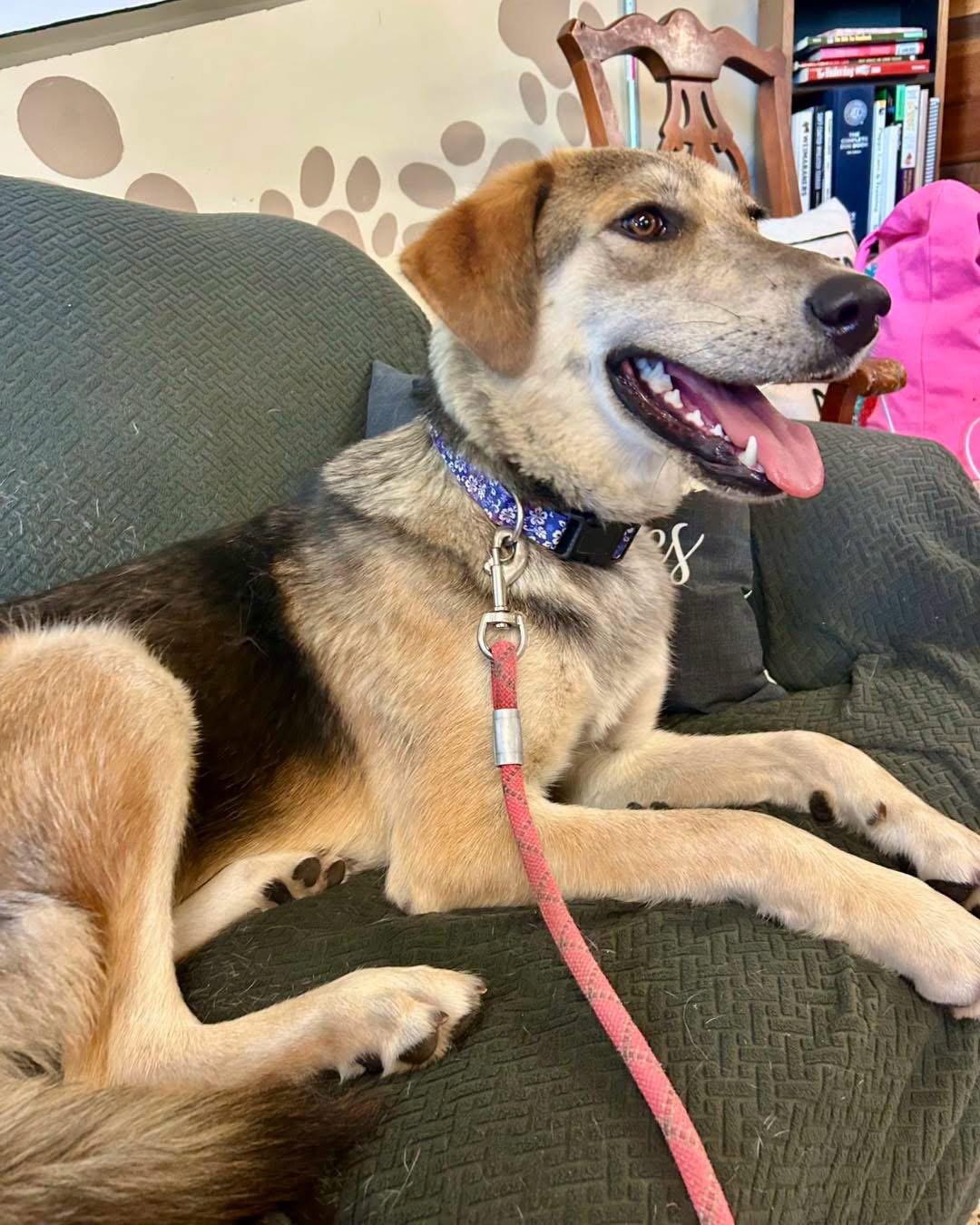 Enlarge Tilly, a Adoptable mixed breed in Williamsburg, IA image 2/3