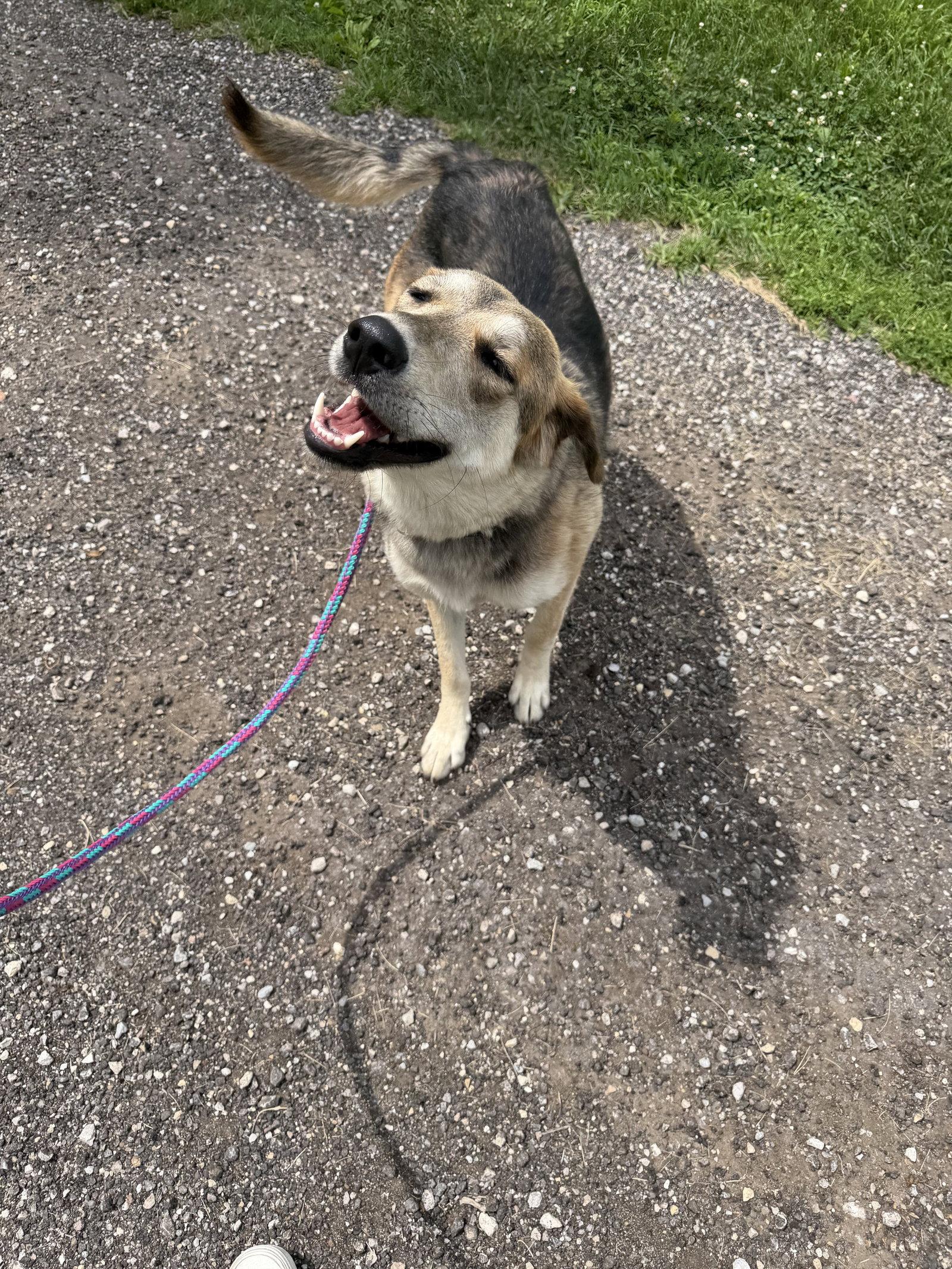 Enlarge Tilly, a Adoptable mixed breed in Williamsburg, IA image 3/3
