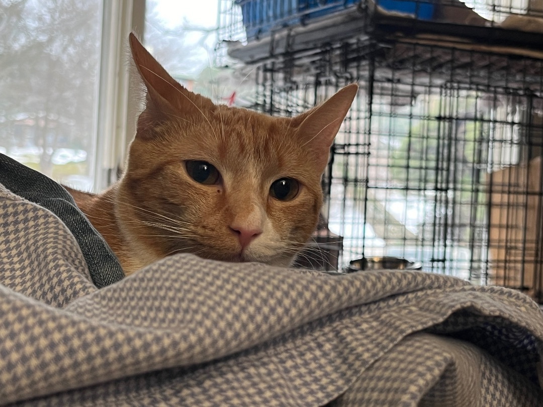 Enlarge Miranda, a Adoptable Domestic Short Hair in Mount Airy, MD image 2/3