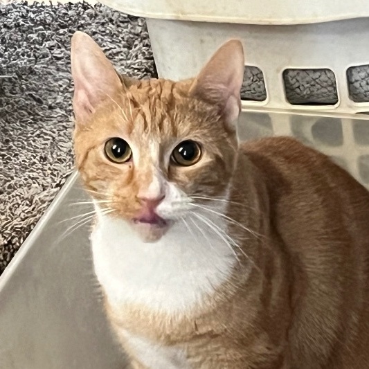 Miranda, Adoptable, Young Female Domestic Short Hair.