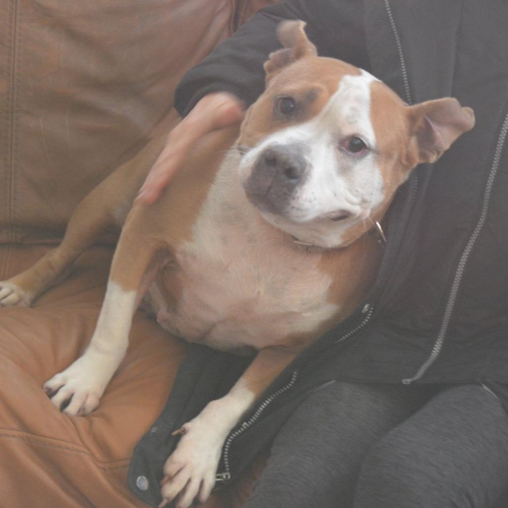 Precious, Adoptable, Adult Female Pit Bull Terrier.