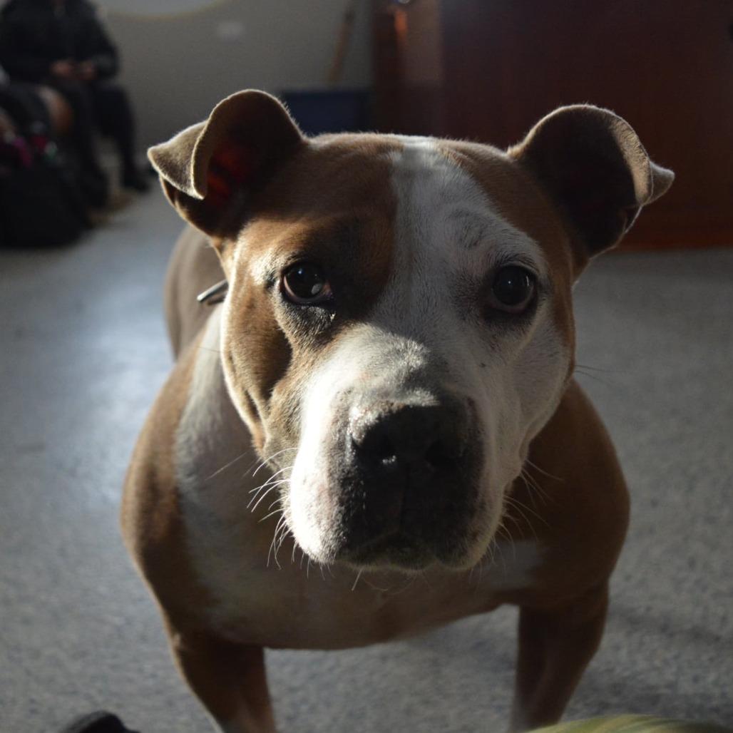 Enlarge Precious, a Adoptable Pit Bull Terrier in Lima, OH image 2/5